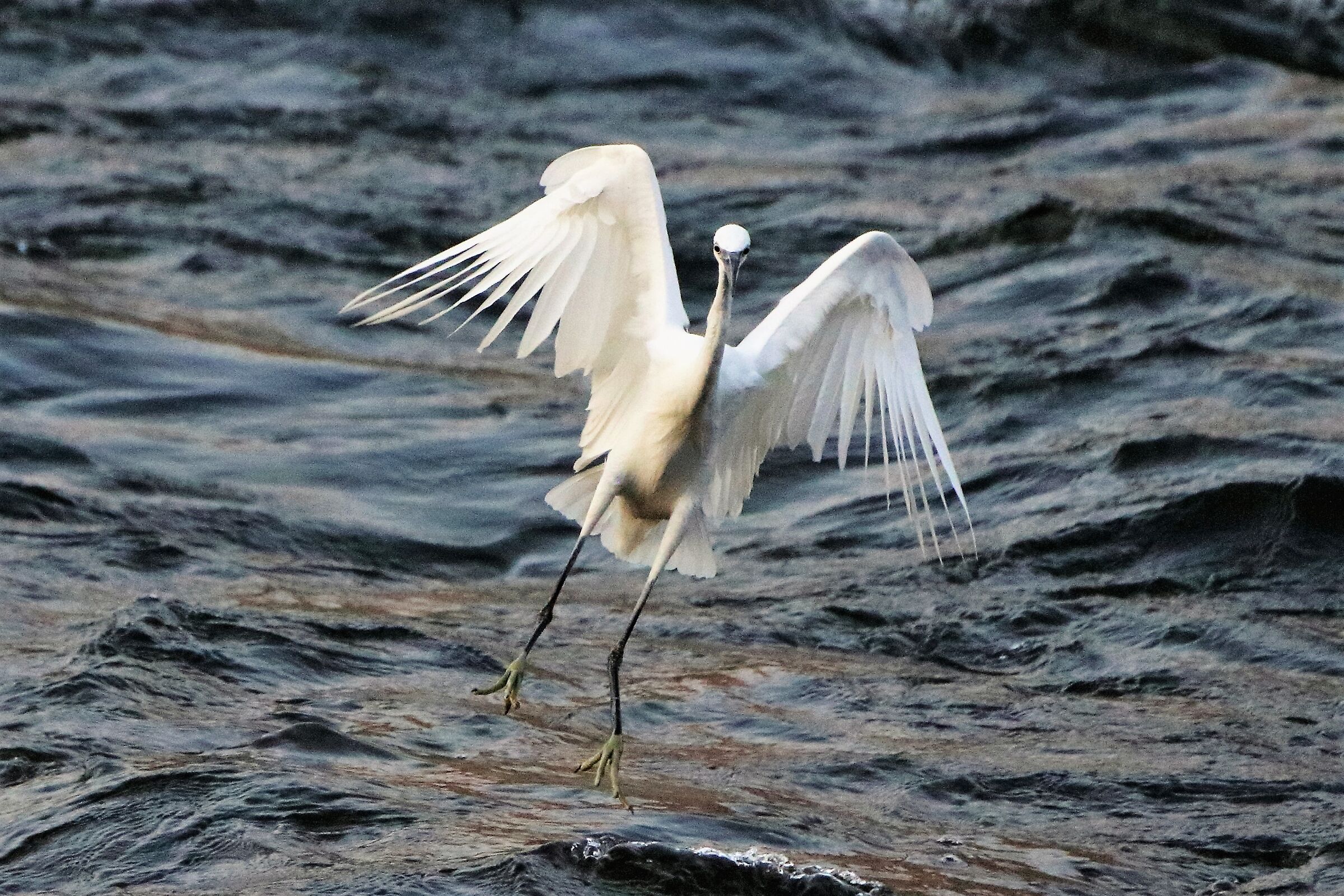 egret