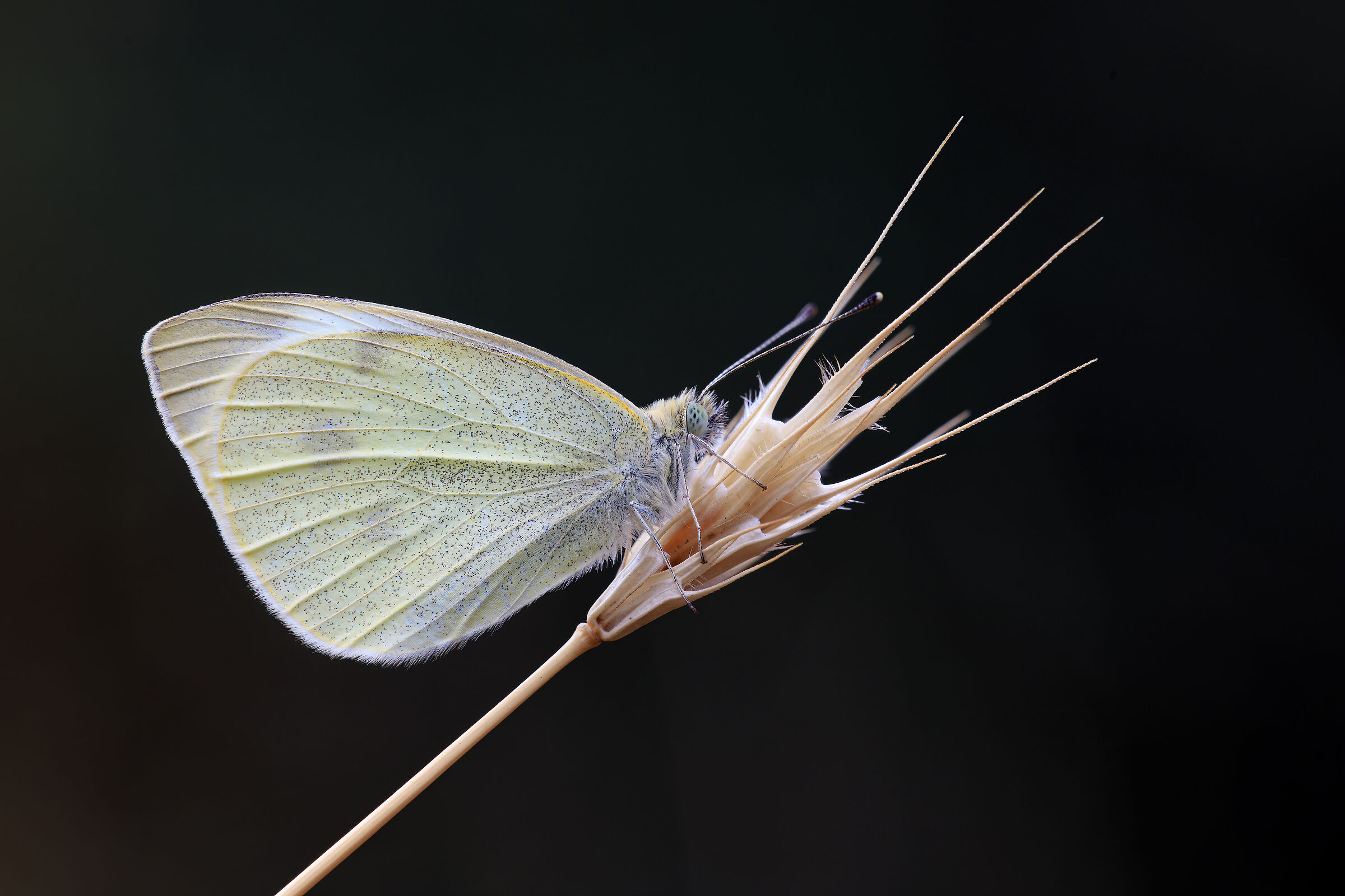 Pieris brassicae