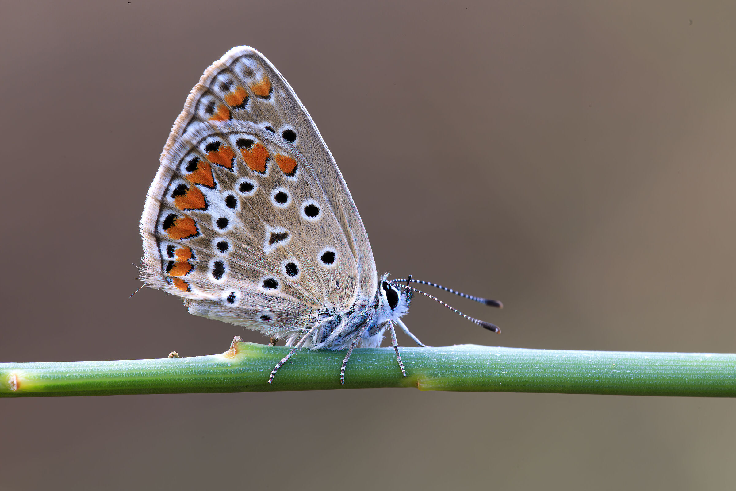 Polyommatus icarus