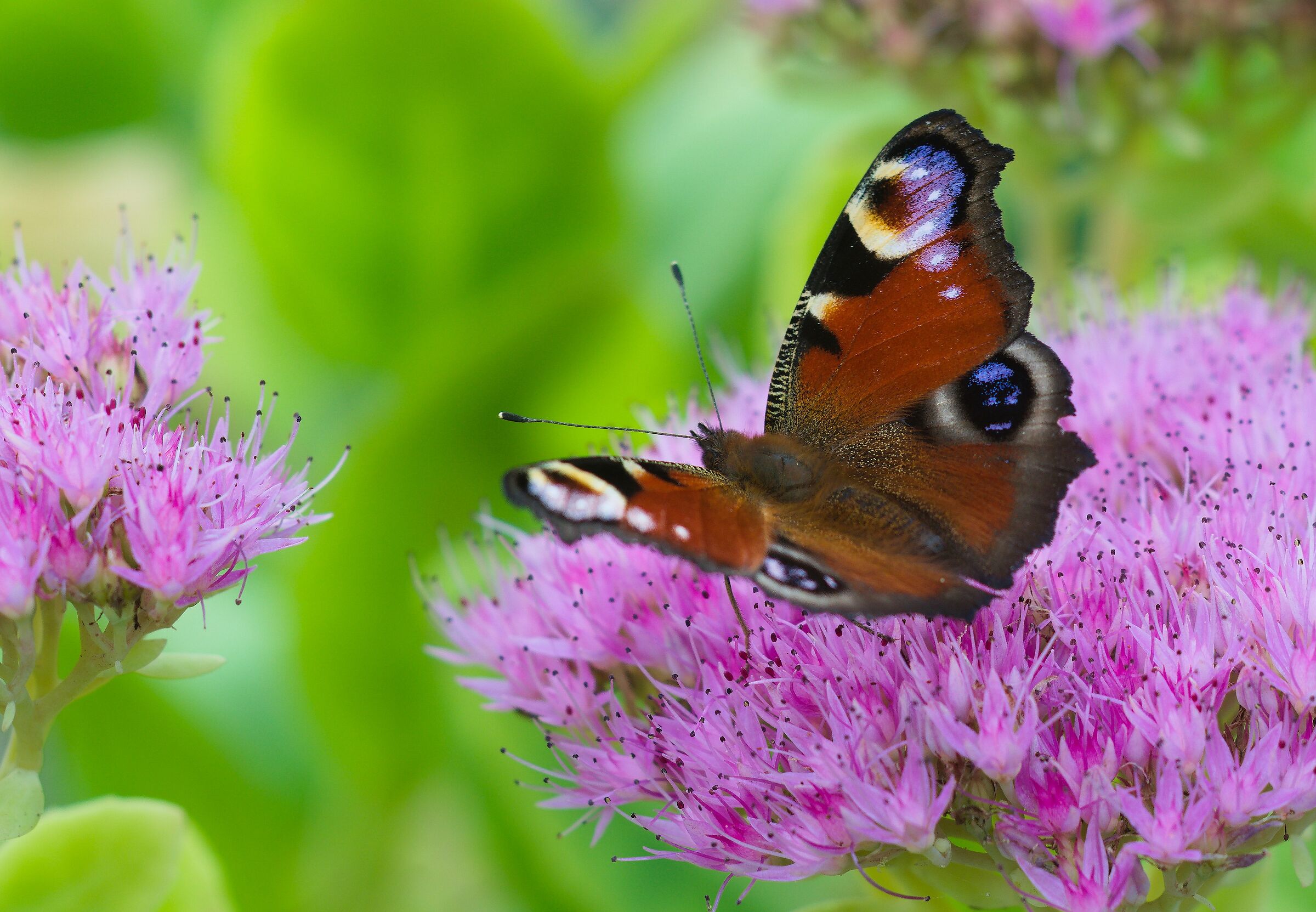 Farfalla occhio di pavone