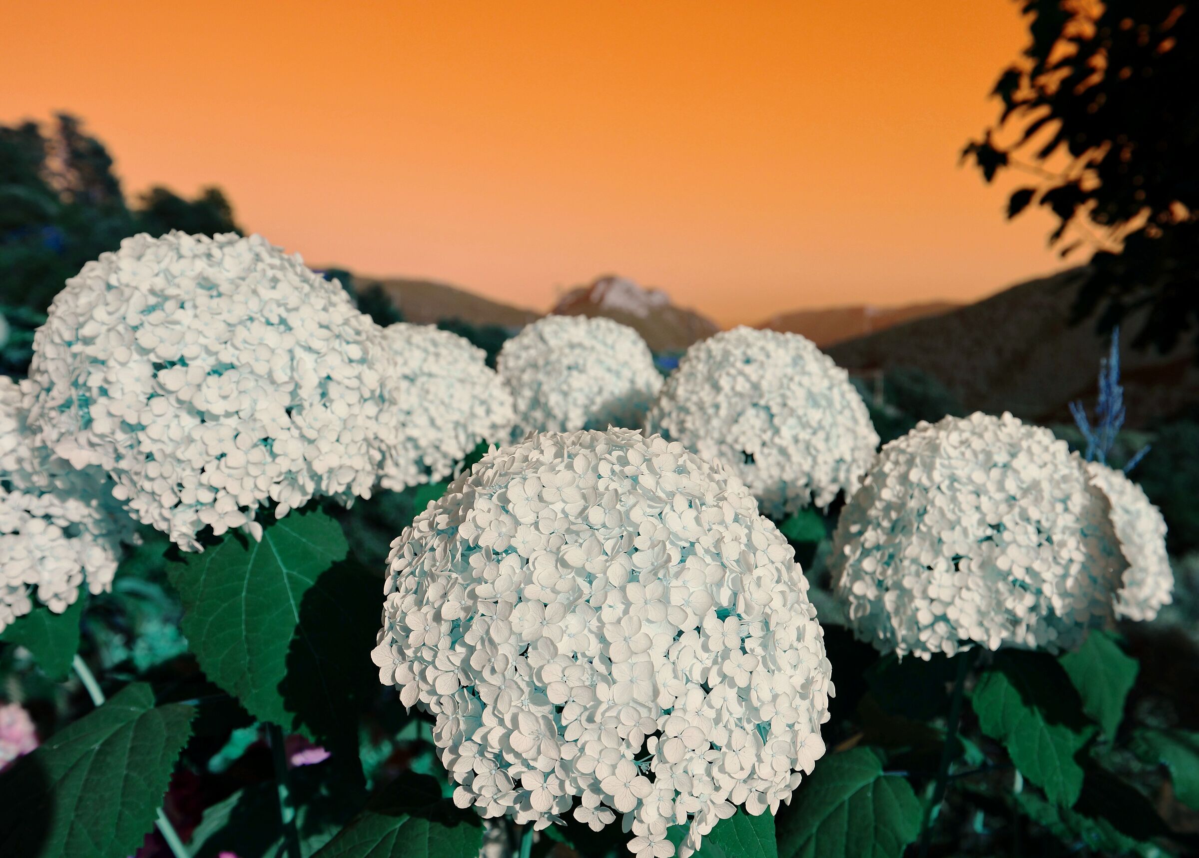 L'ortensia e le sue sorelle