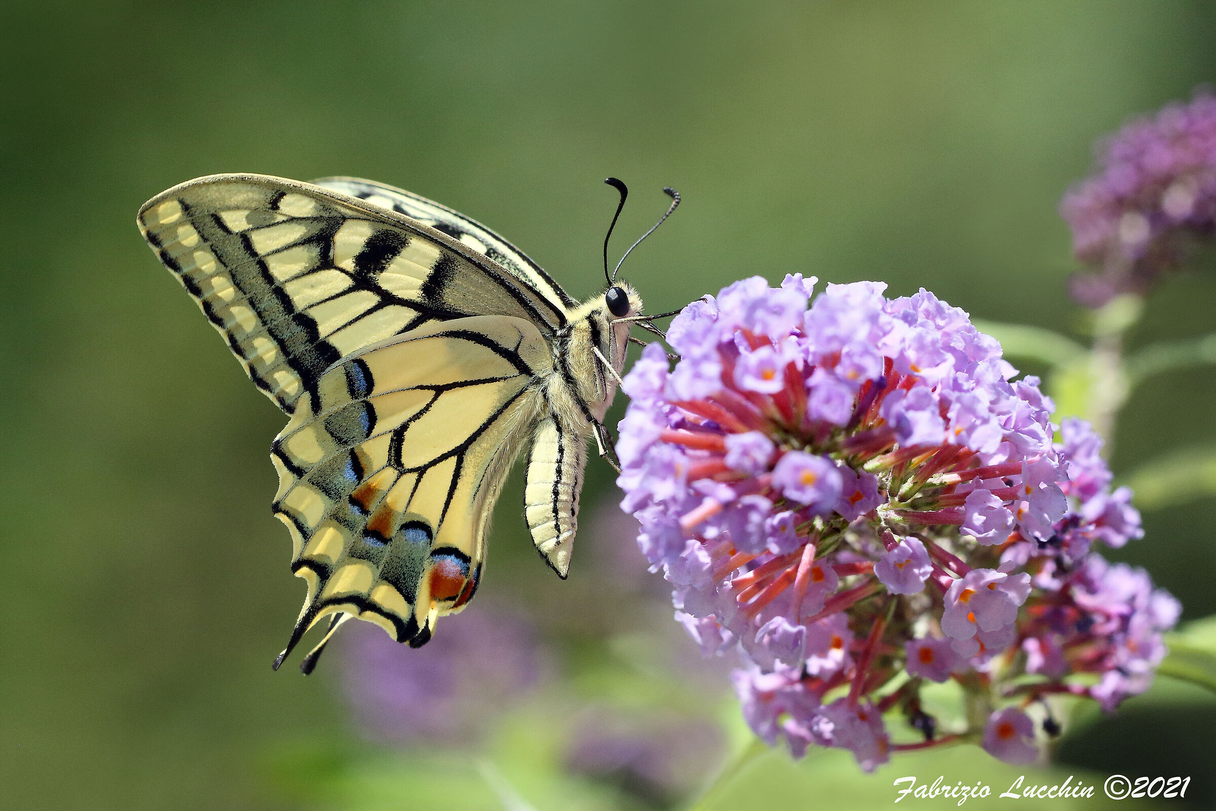 Papilio machaon