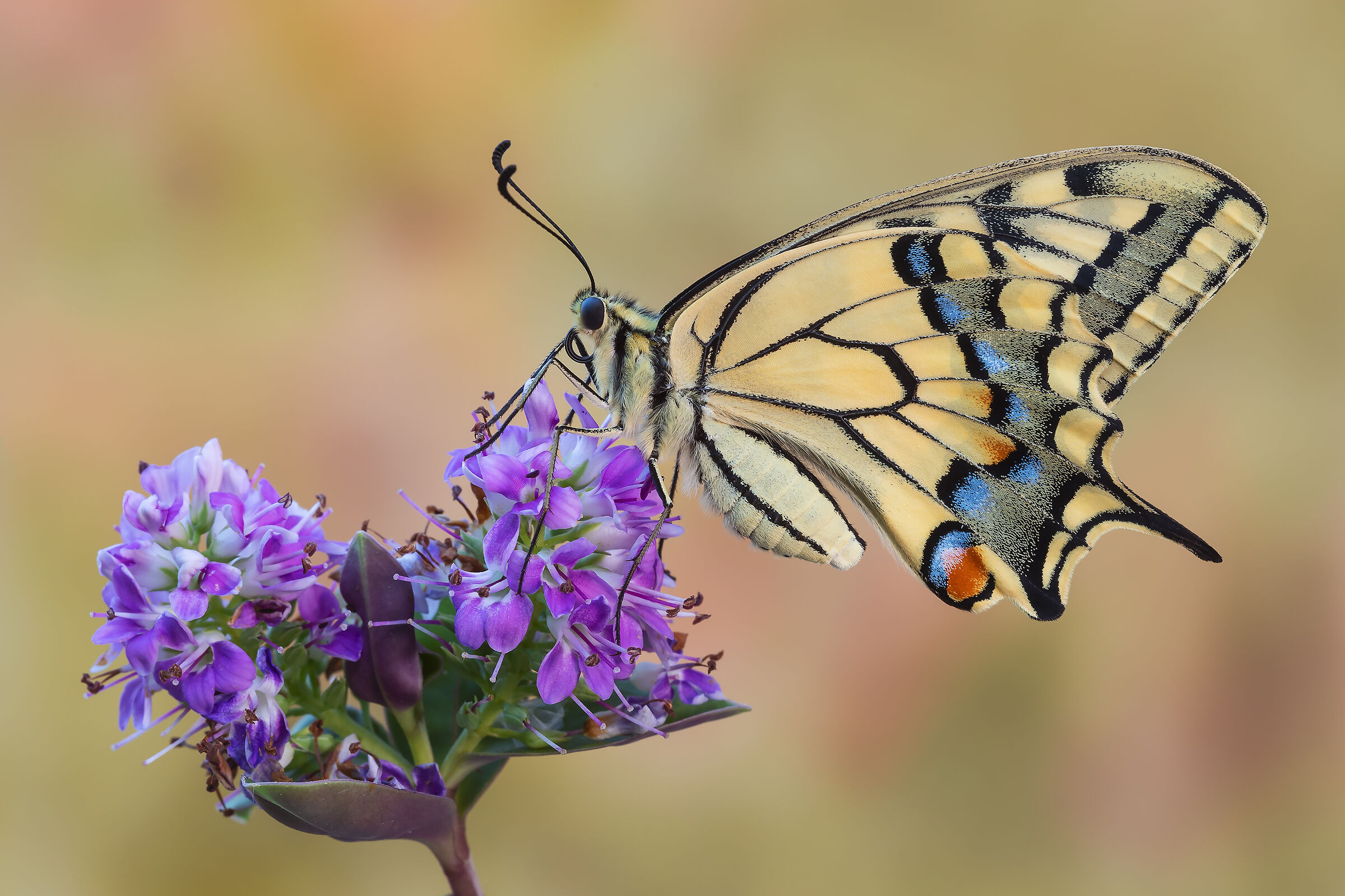 Swallowtail