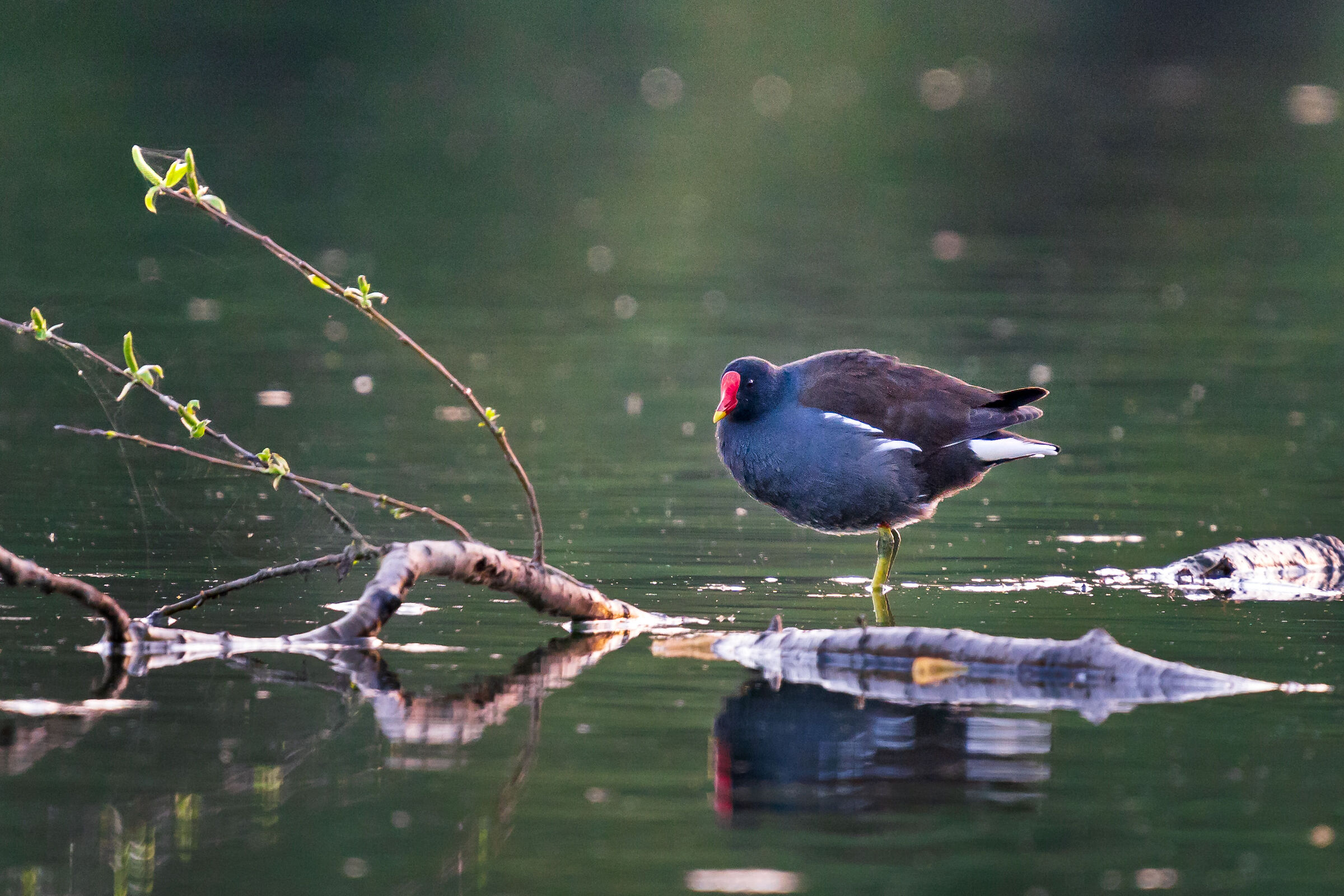 Gallinella (Italy)