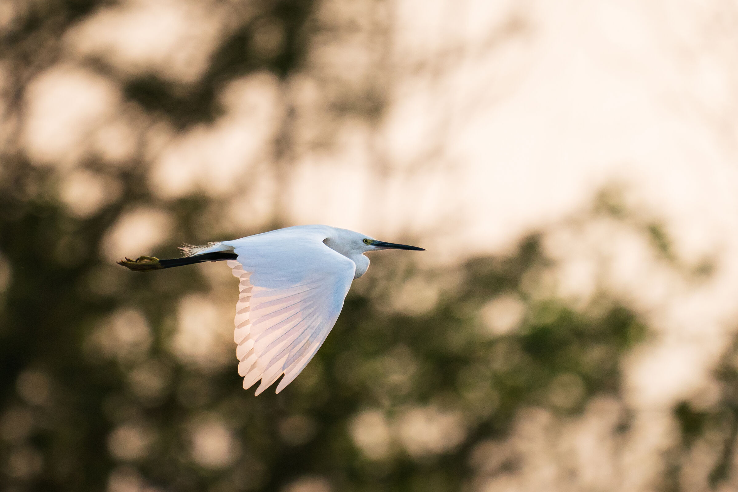 Garzetta al tramonto