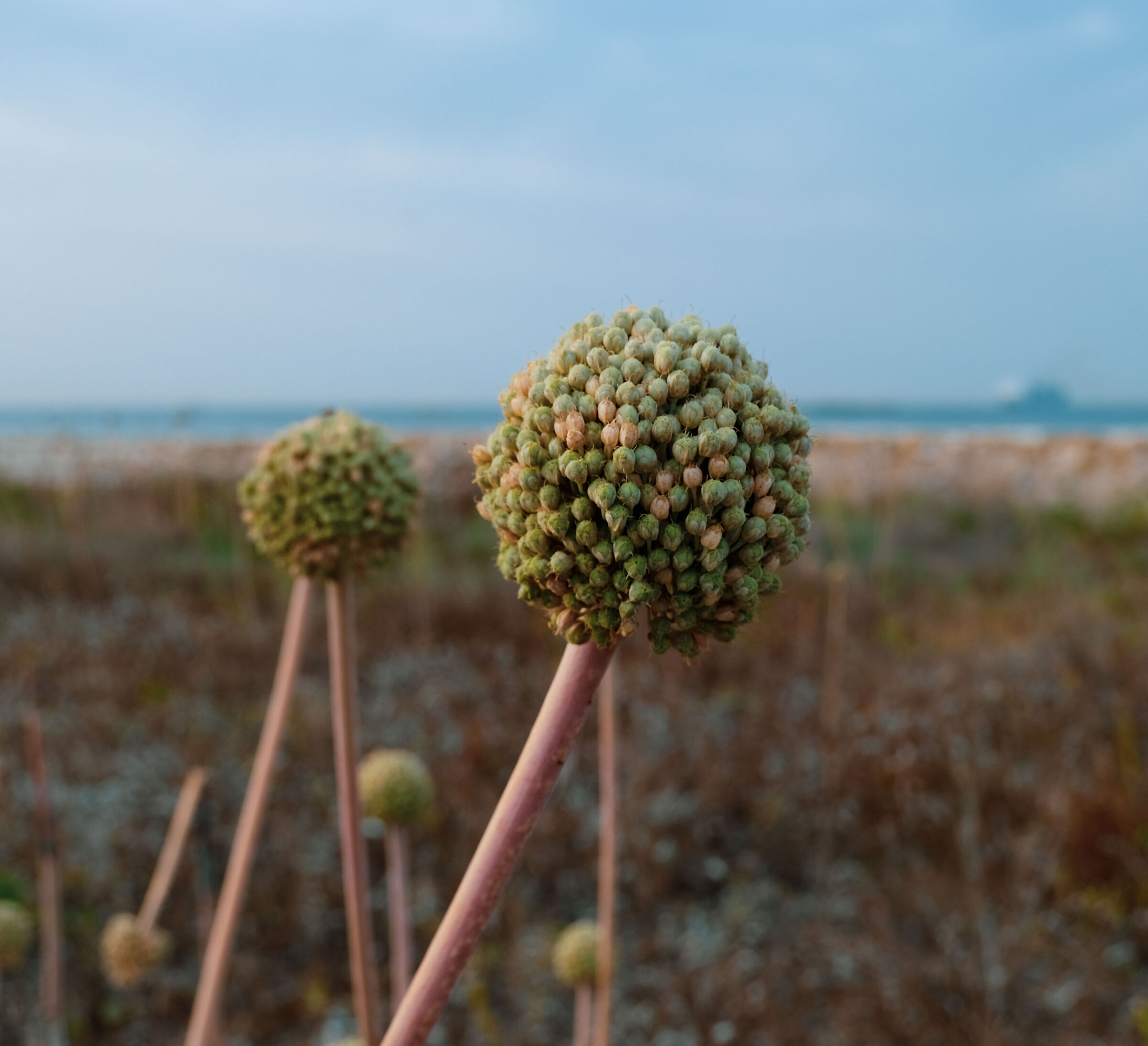 Flora di Villa Nasi in Agosto