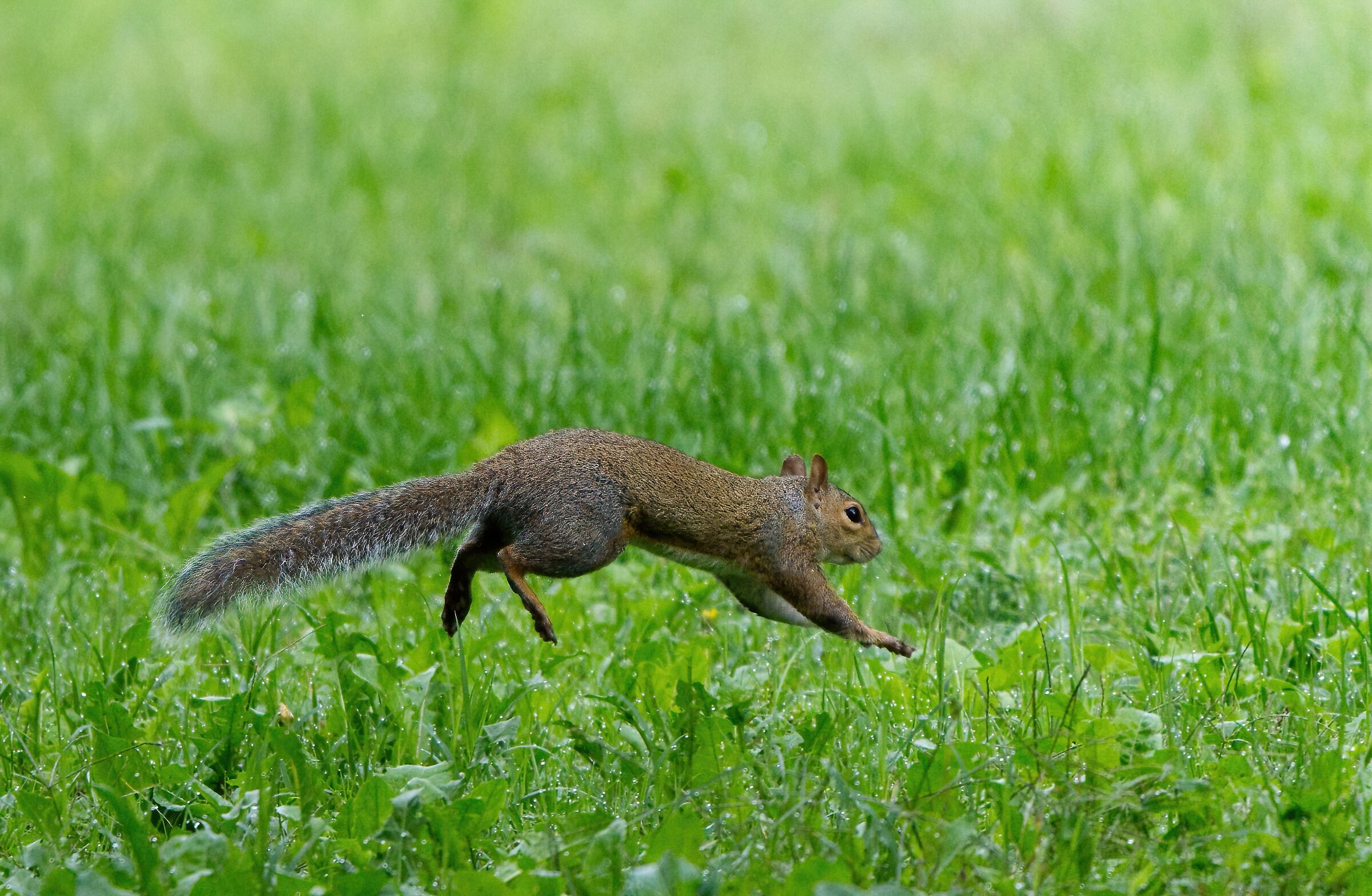 Hopping in the green
