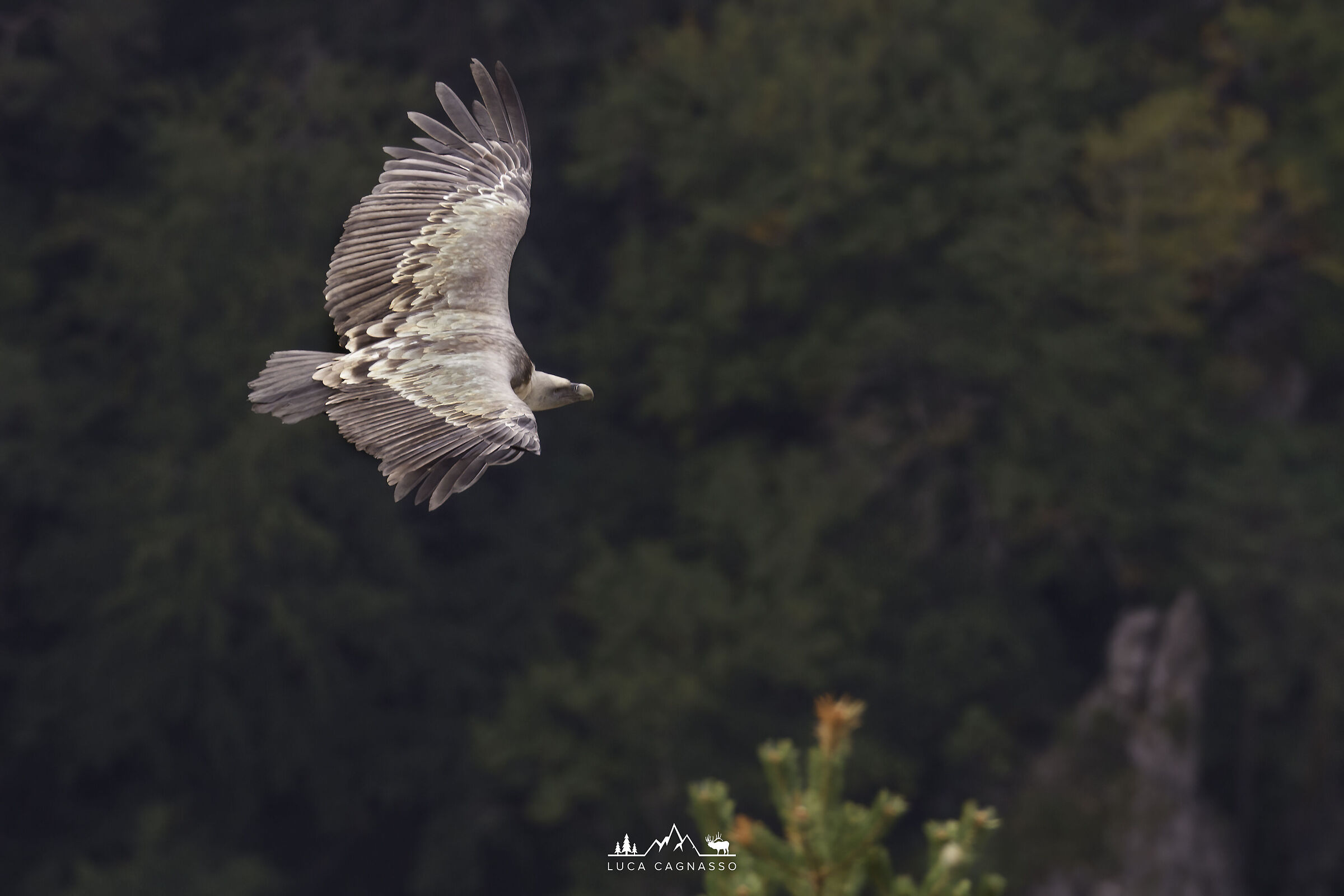 Grifone in volo nelle Gorge du Verdon