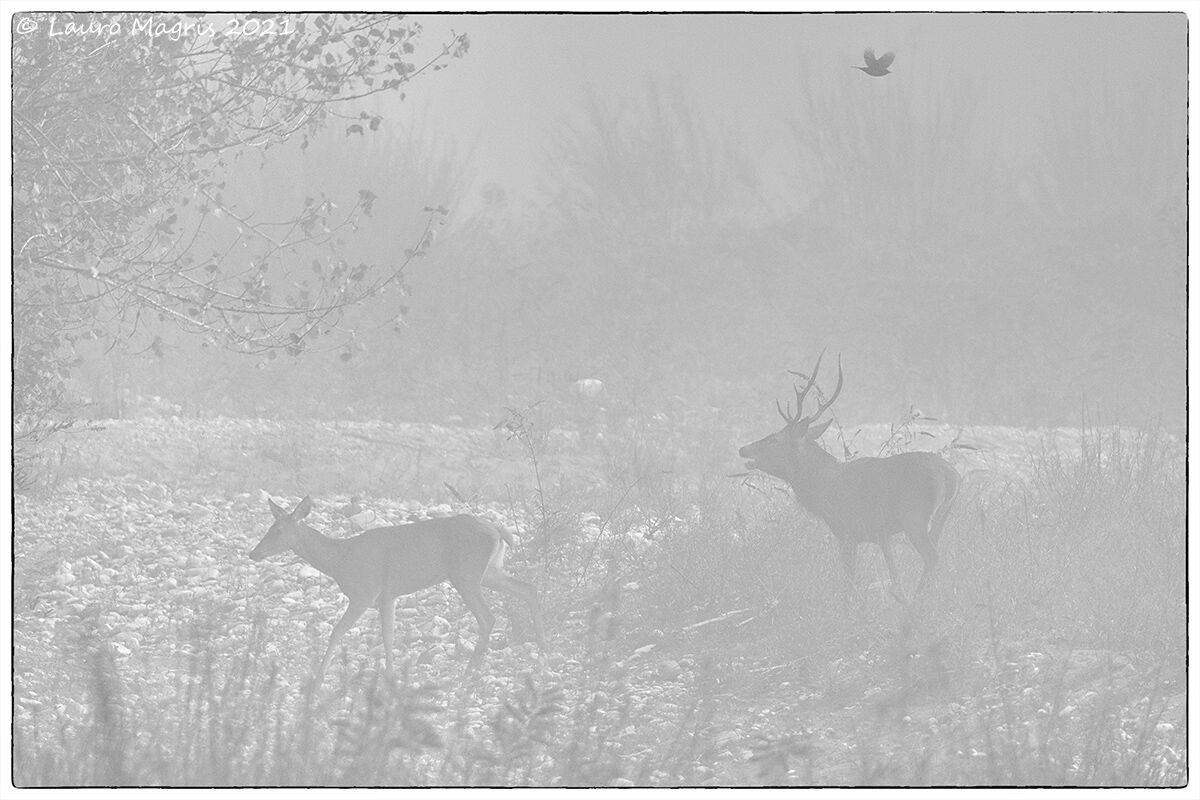 Bramito nella nebbia