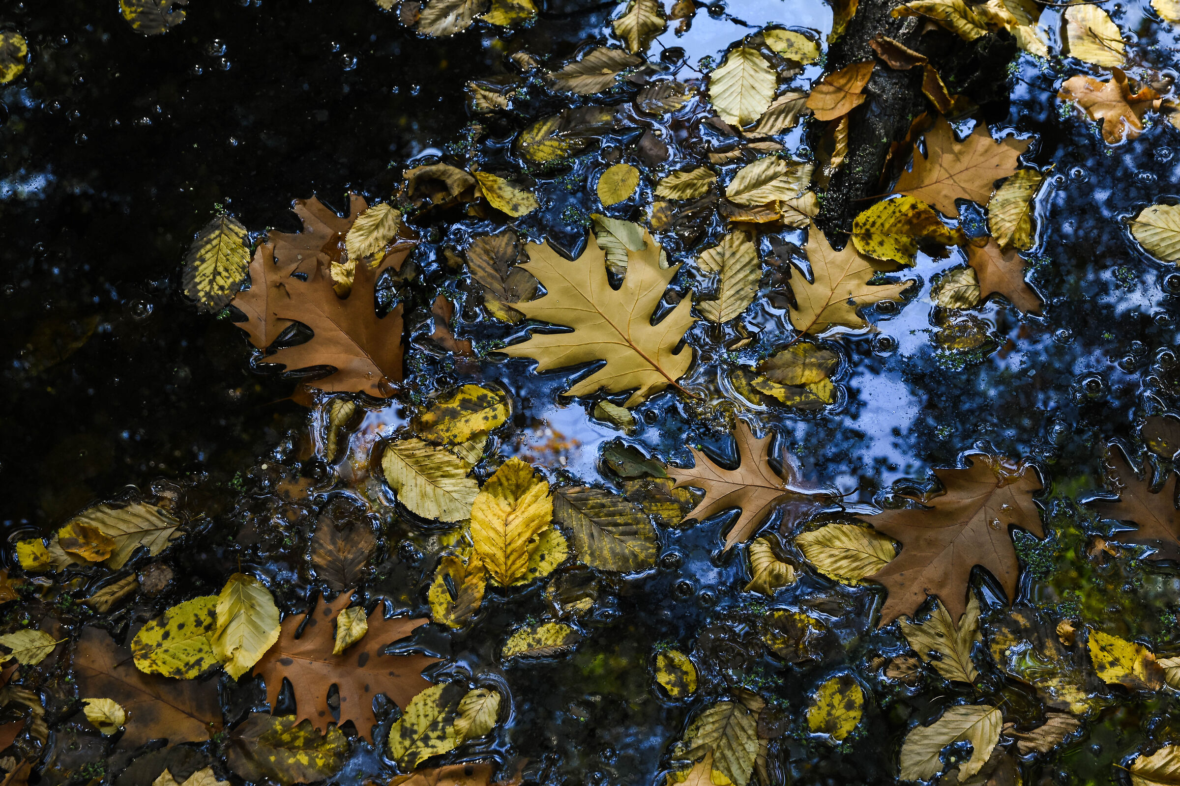 Autunno 2021