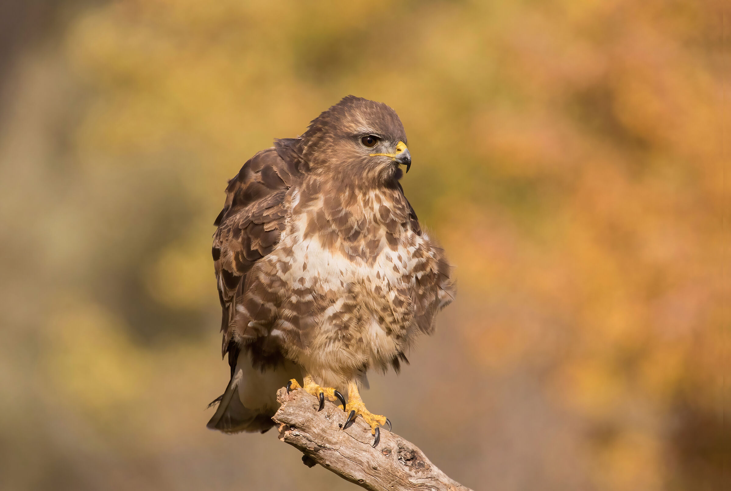 Buzzard and the autumn wind