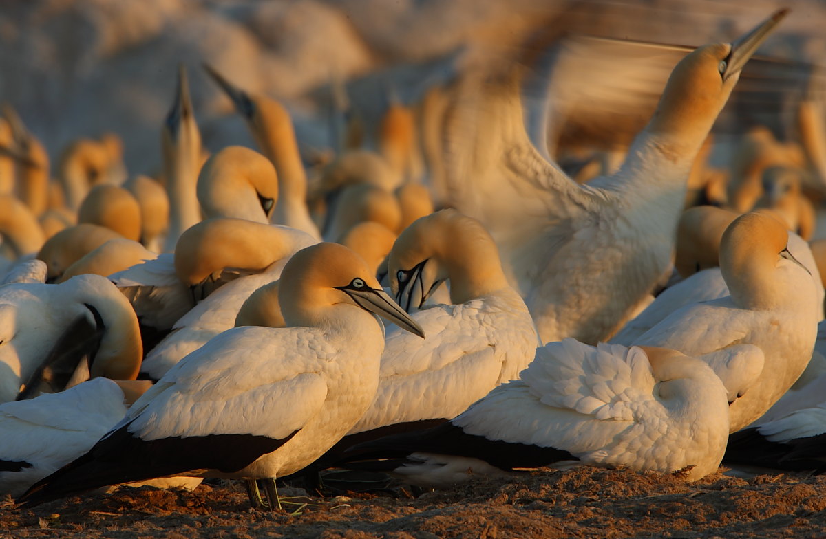 La grande colonia.....
