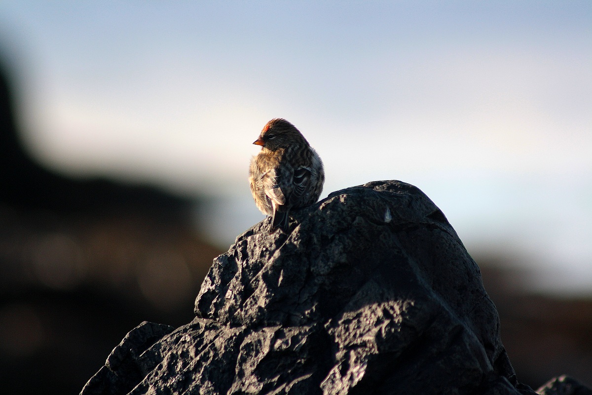 Organetto (Cardueli flammea)