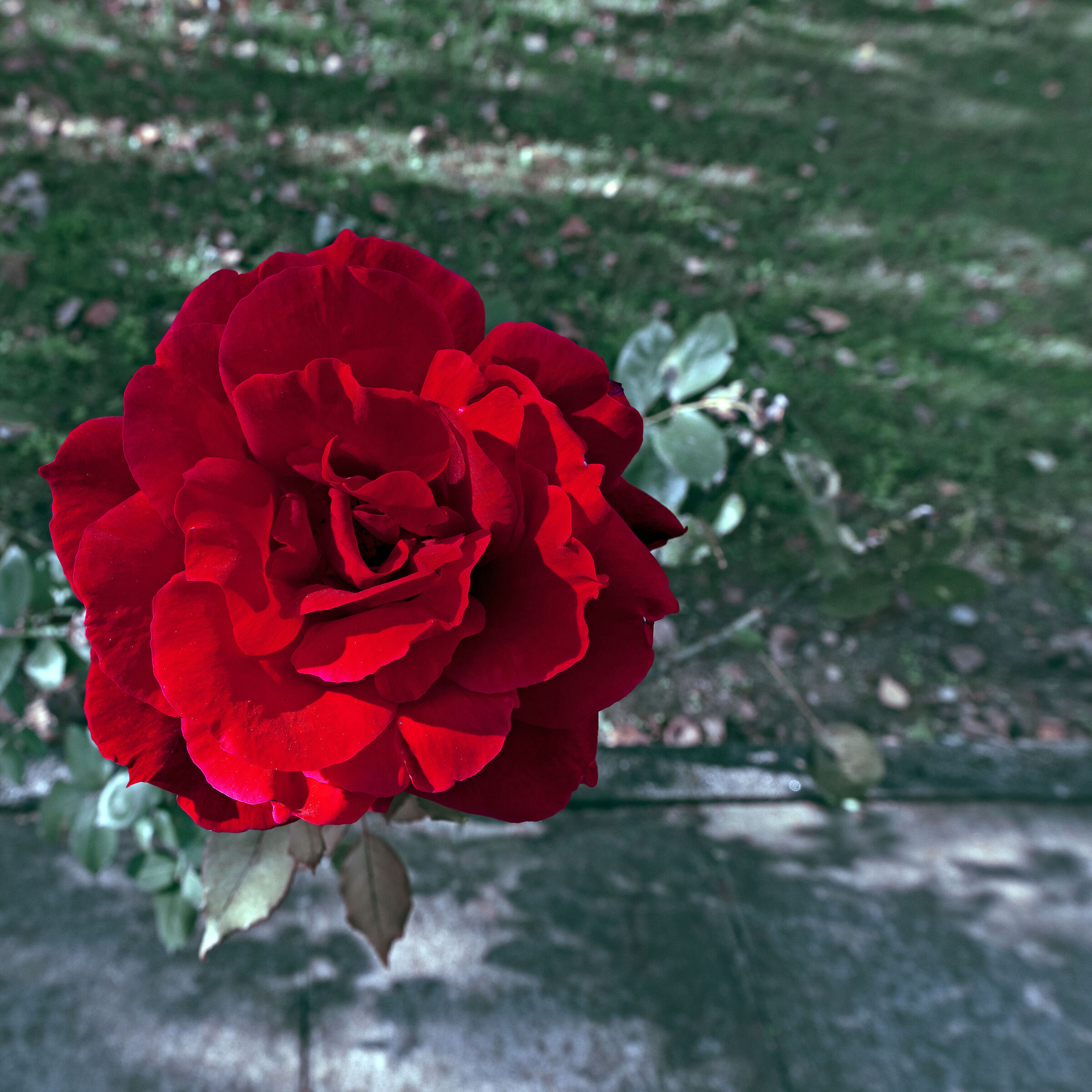 Prova obiettivo crop 50%