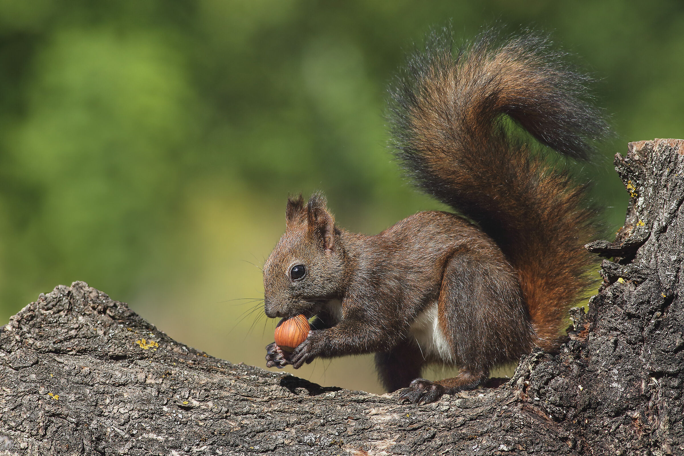 Squirrel (sciurus vulgaris)