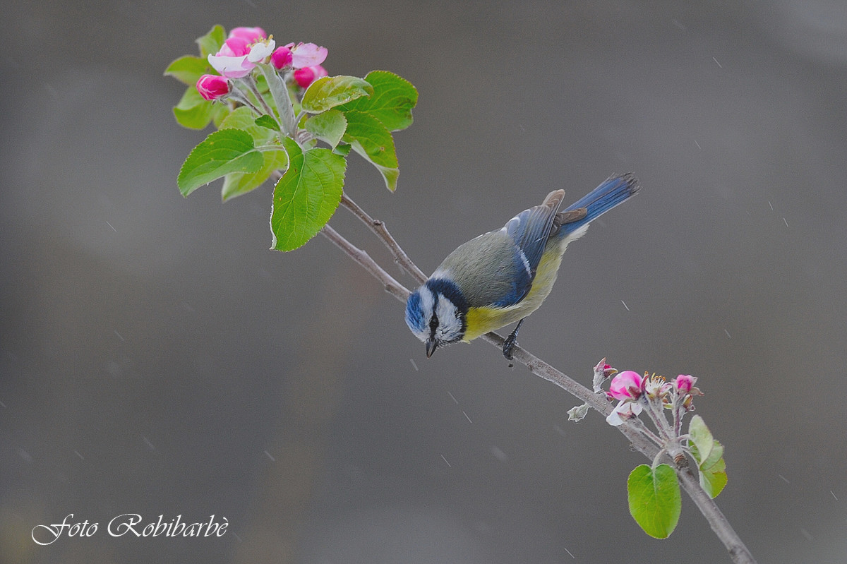Cinciarella.....pioggia misto neve.....