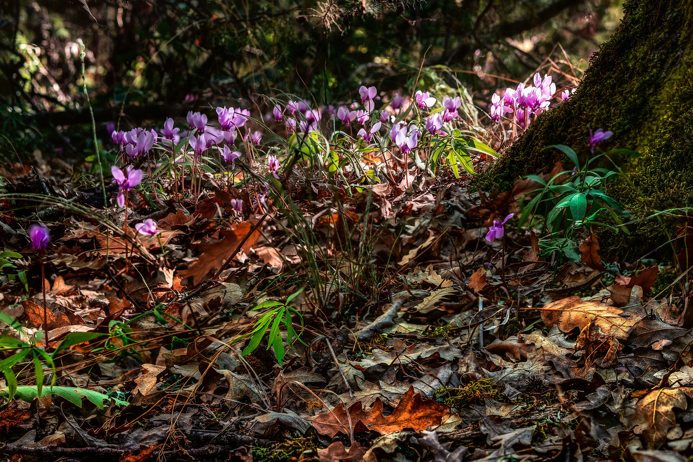 sotto boscp autunnale 2