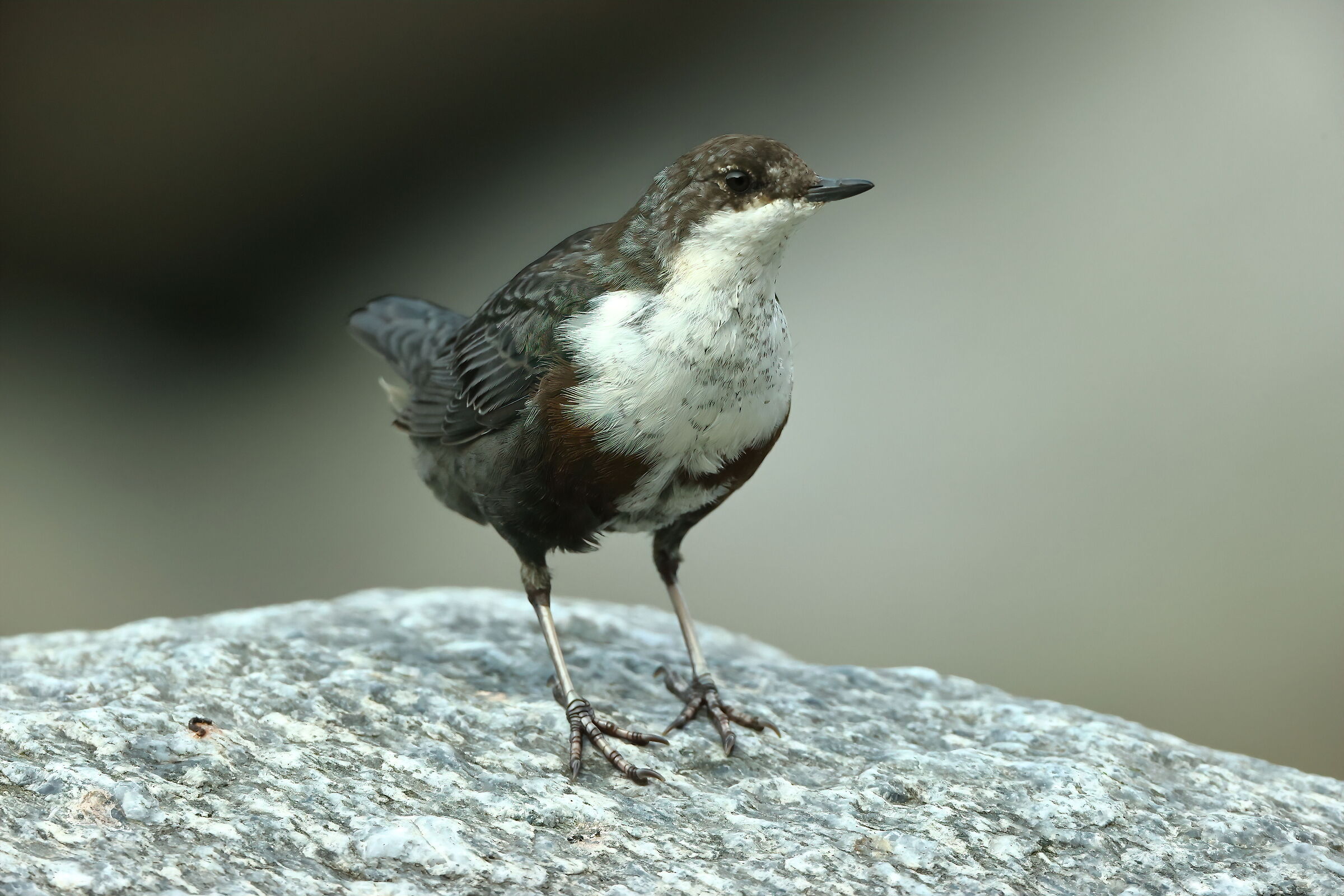 White-throated dipper