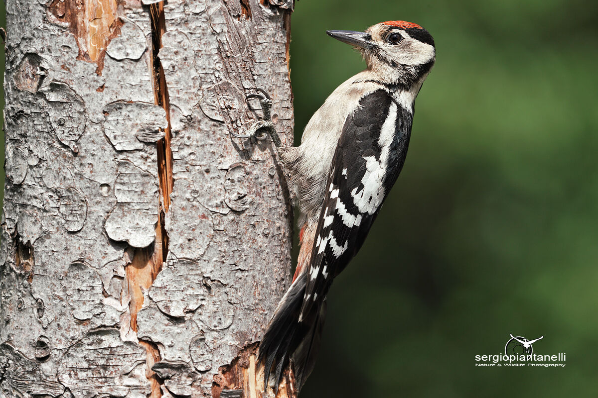 Greater red woodpecker