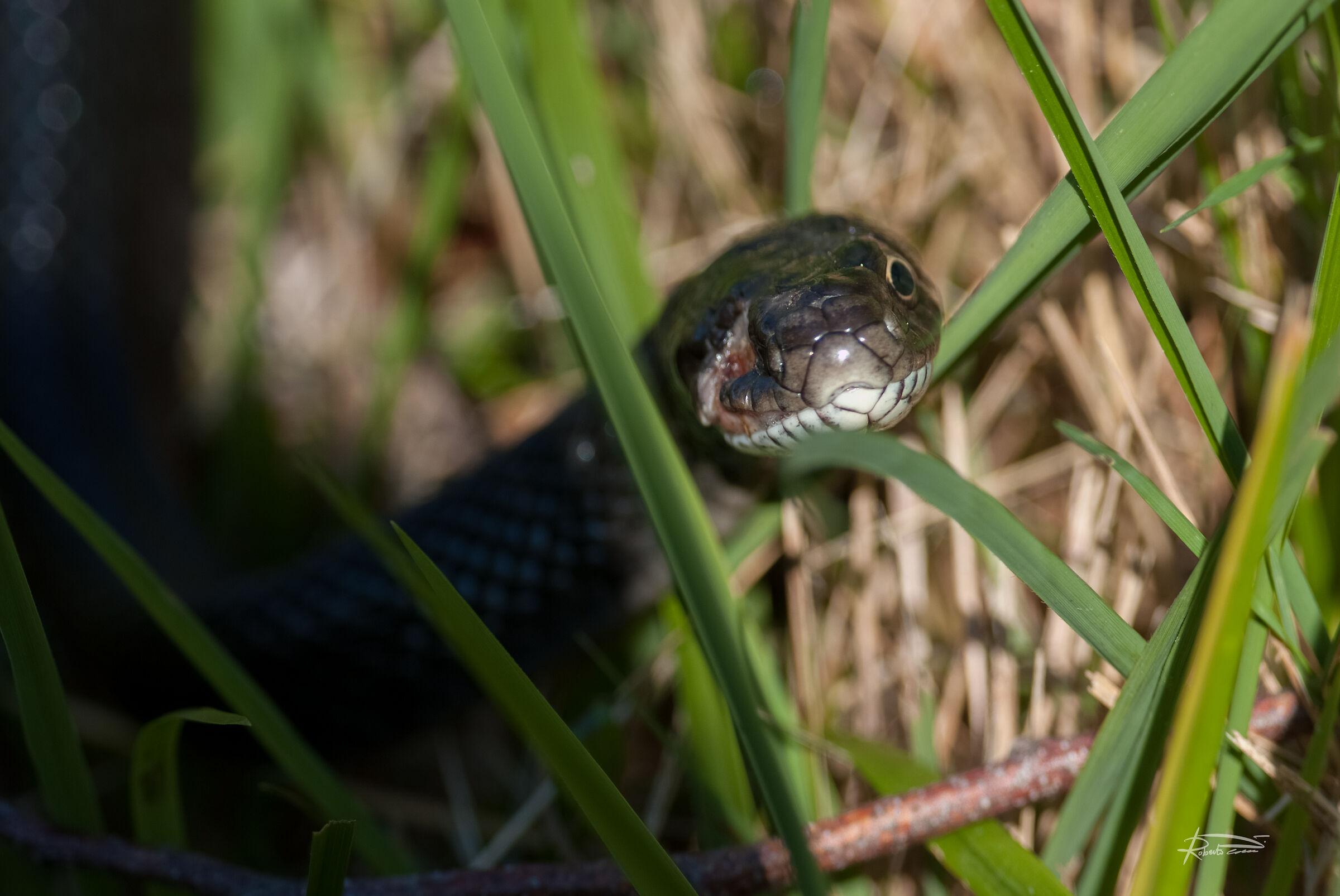 Poverino... senza un occhio