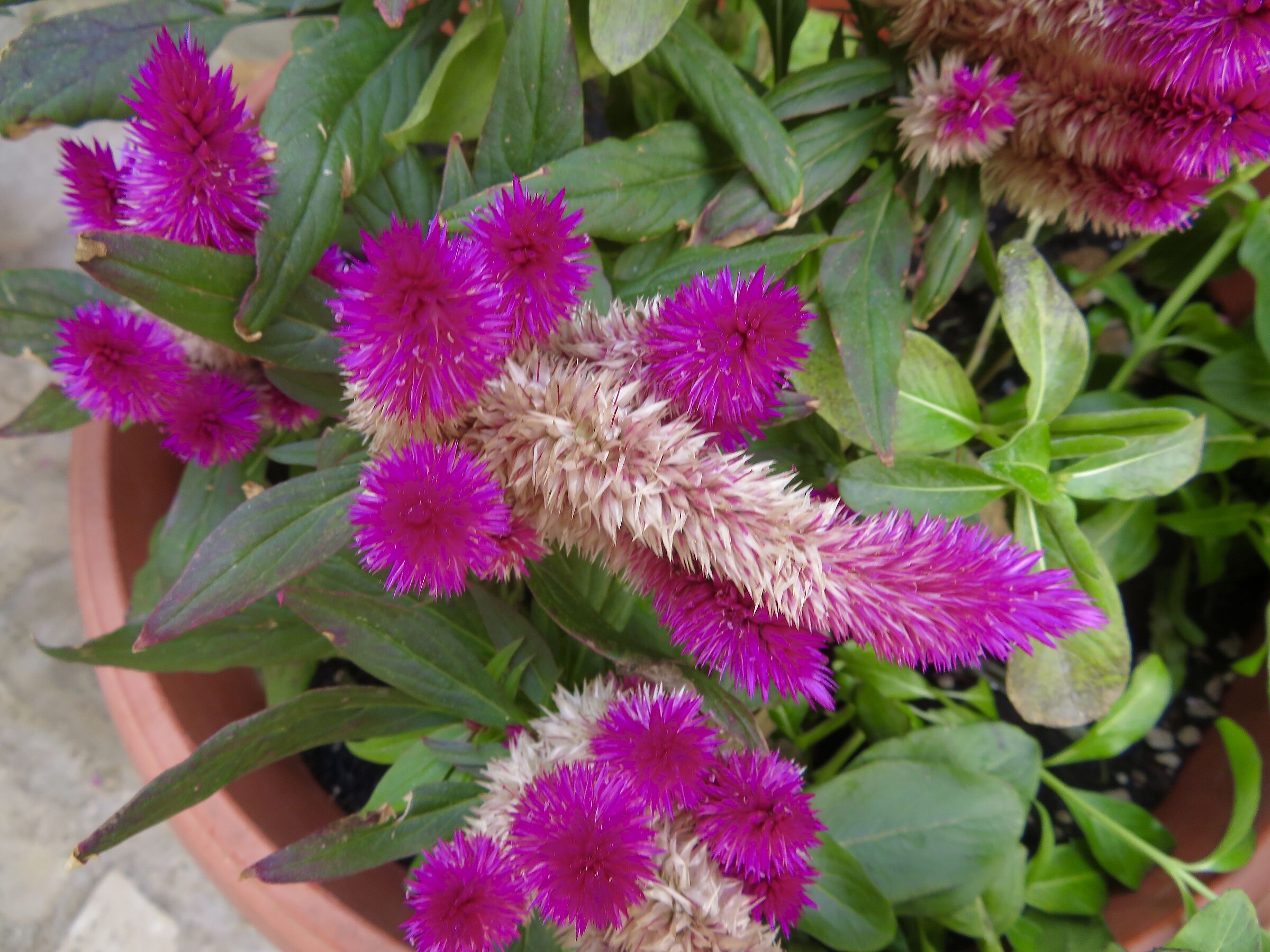 canon 7d mark 2 canon 100 mm macro stabilized