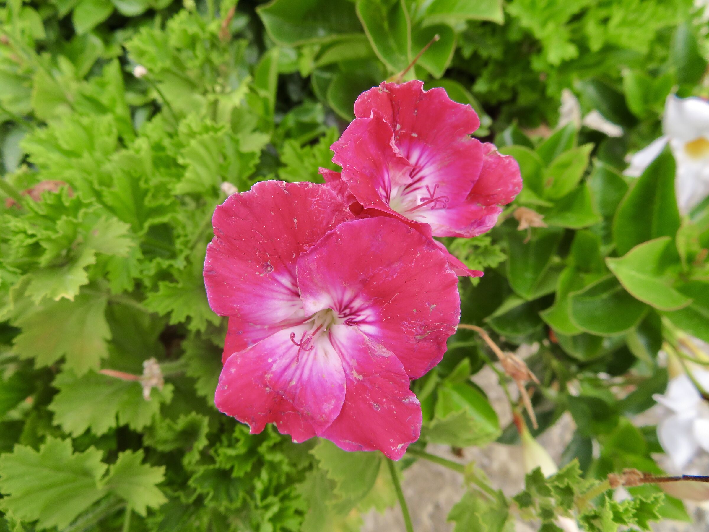 canon l. 720 hs hand held