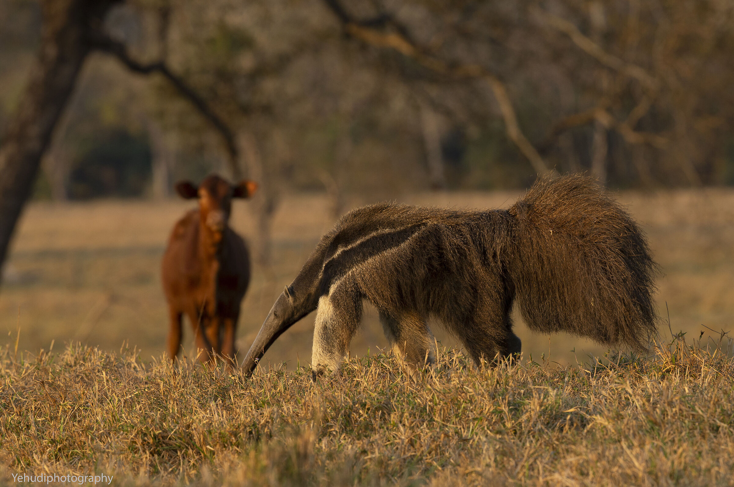 Pantanal ·