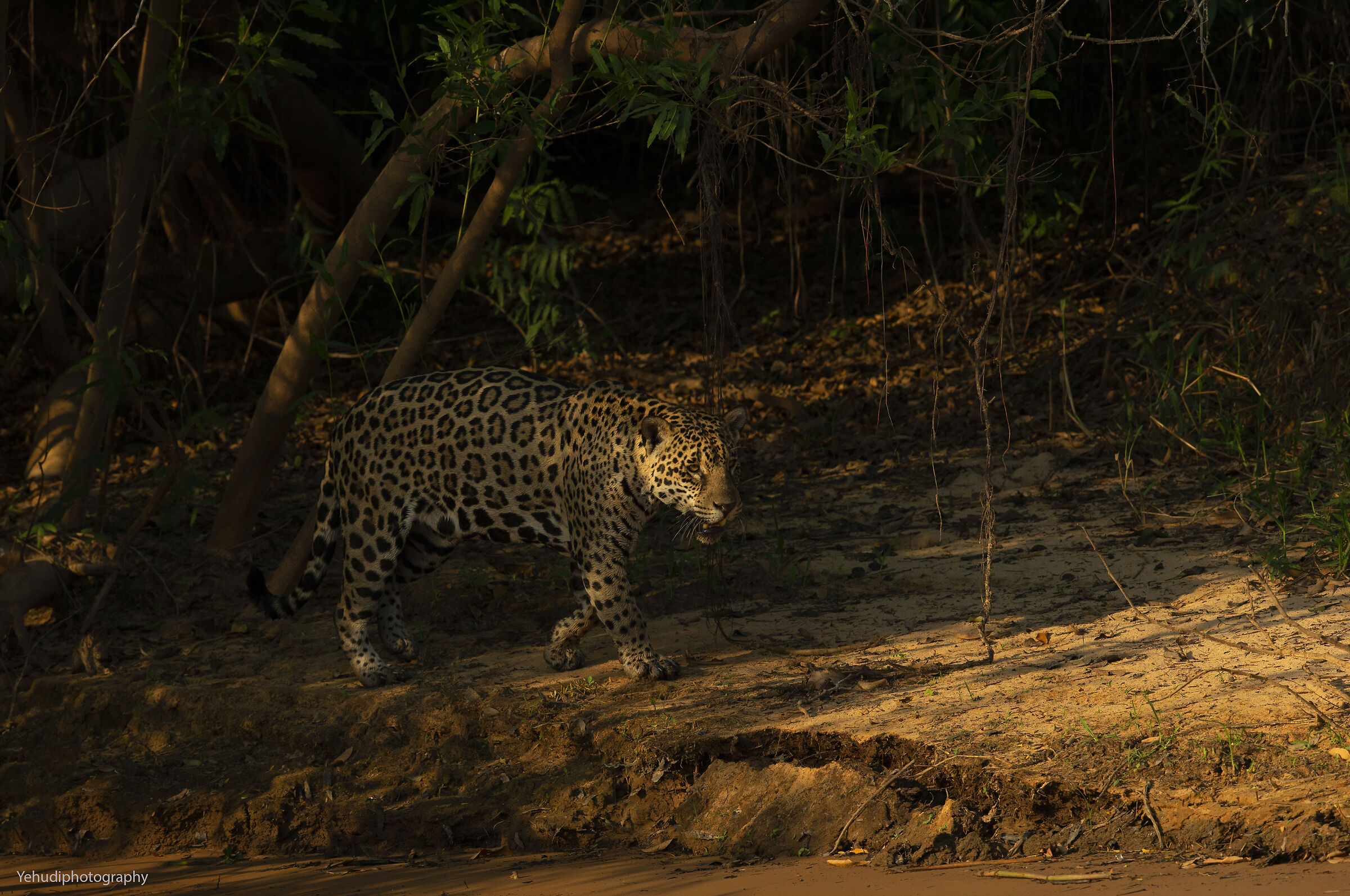 Giaguaro, Pantanal