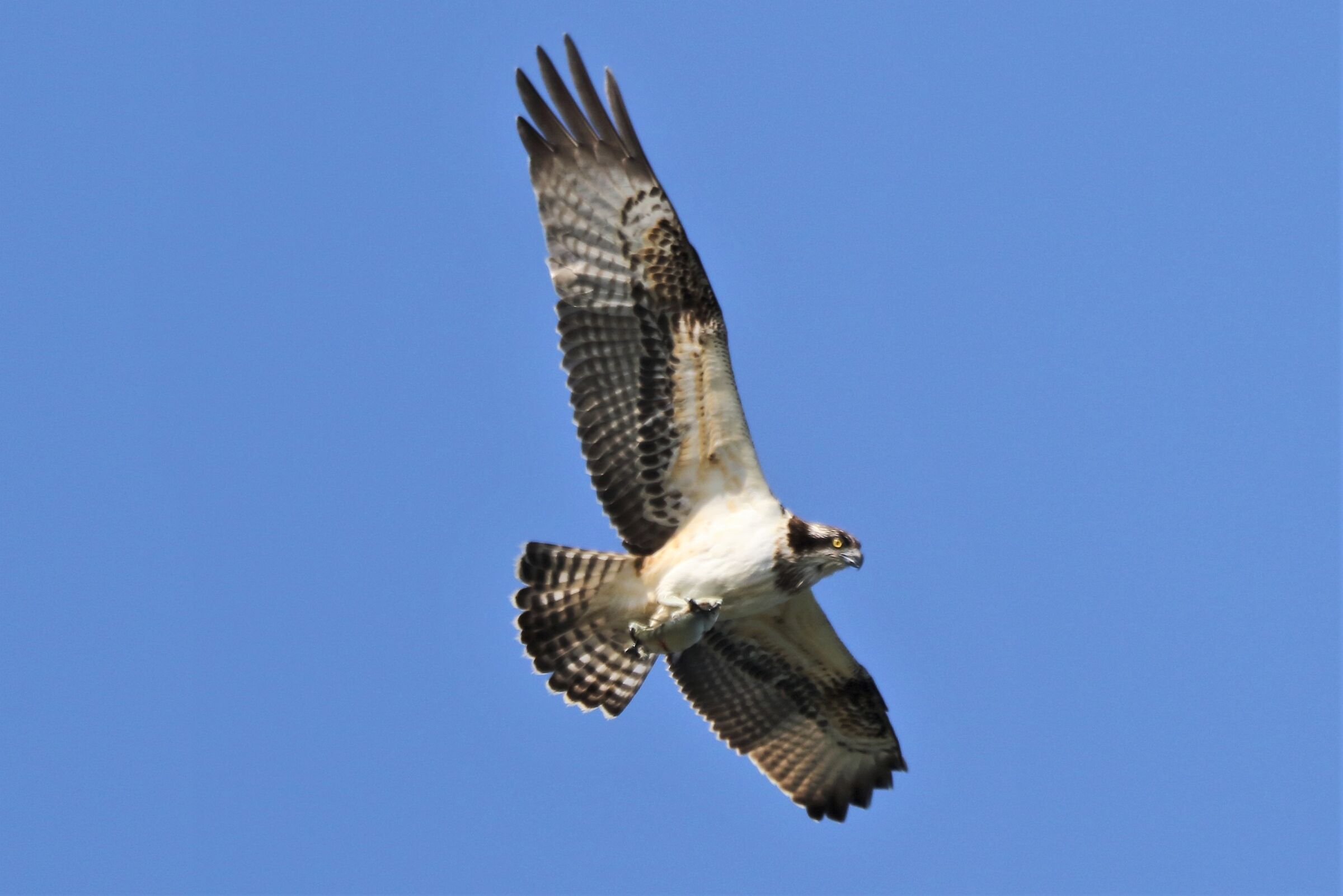Osprey with prey 147