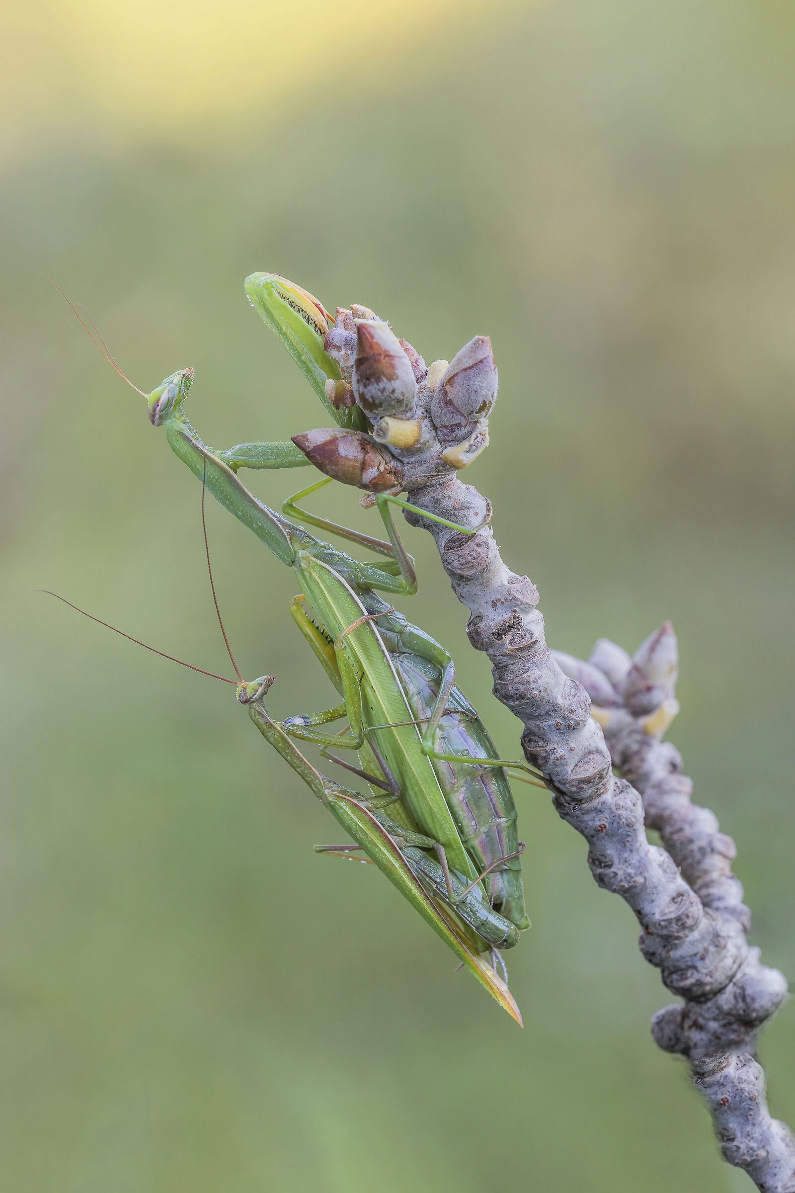 Mantidi in accoppiamento