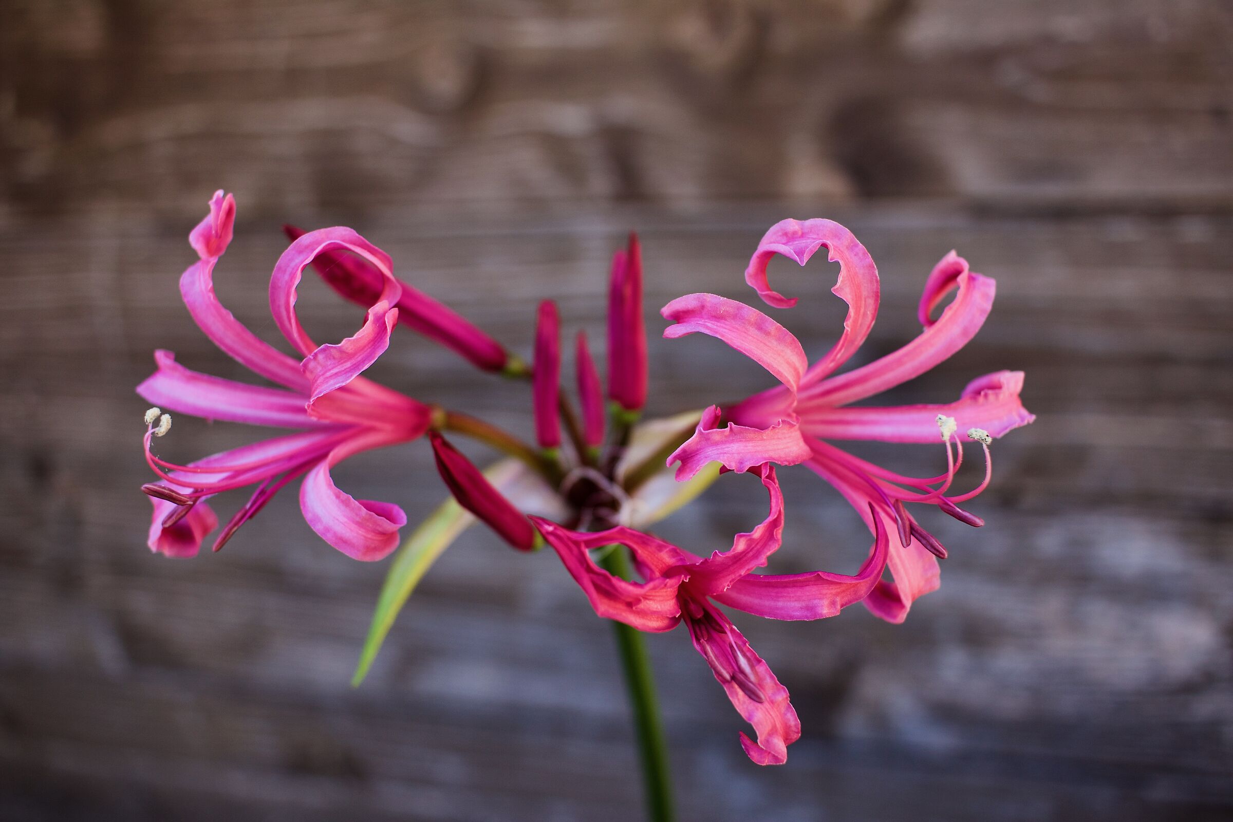 Amarillys Lily Autumn