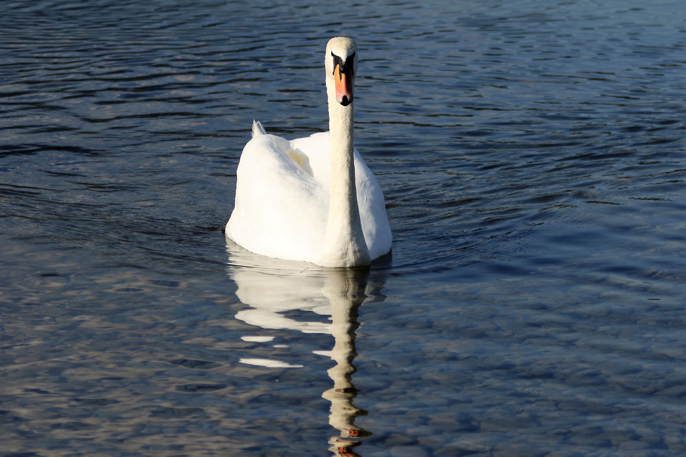 swan