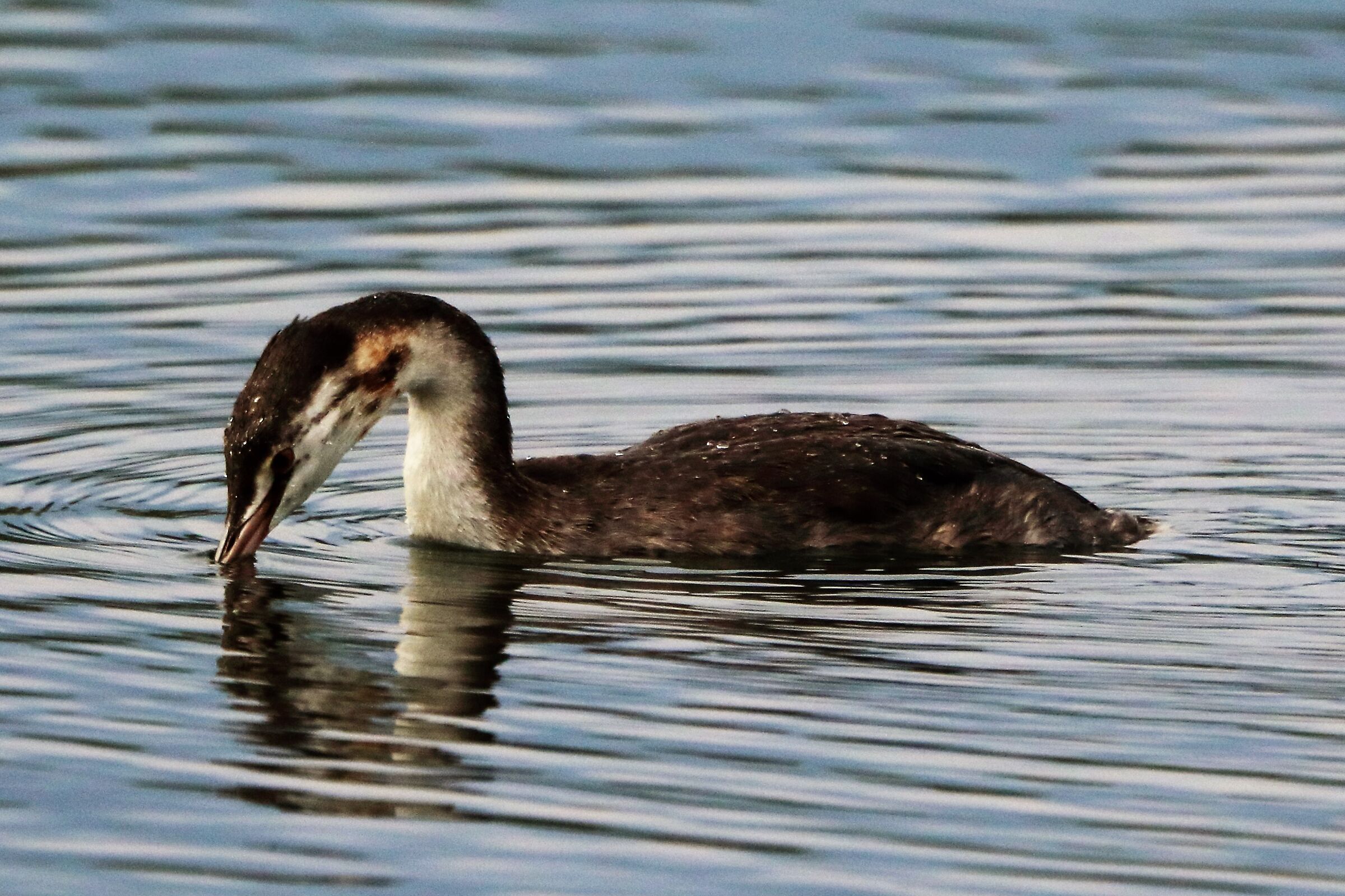 grebe