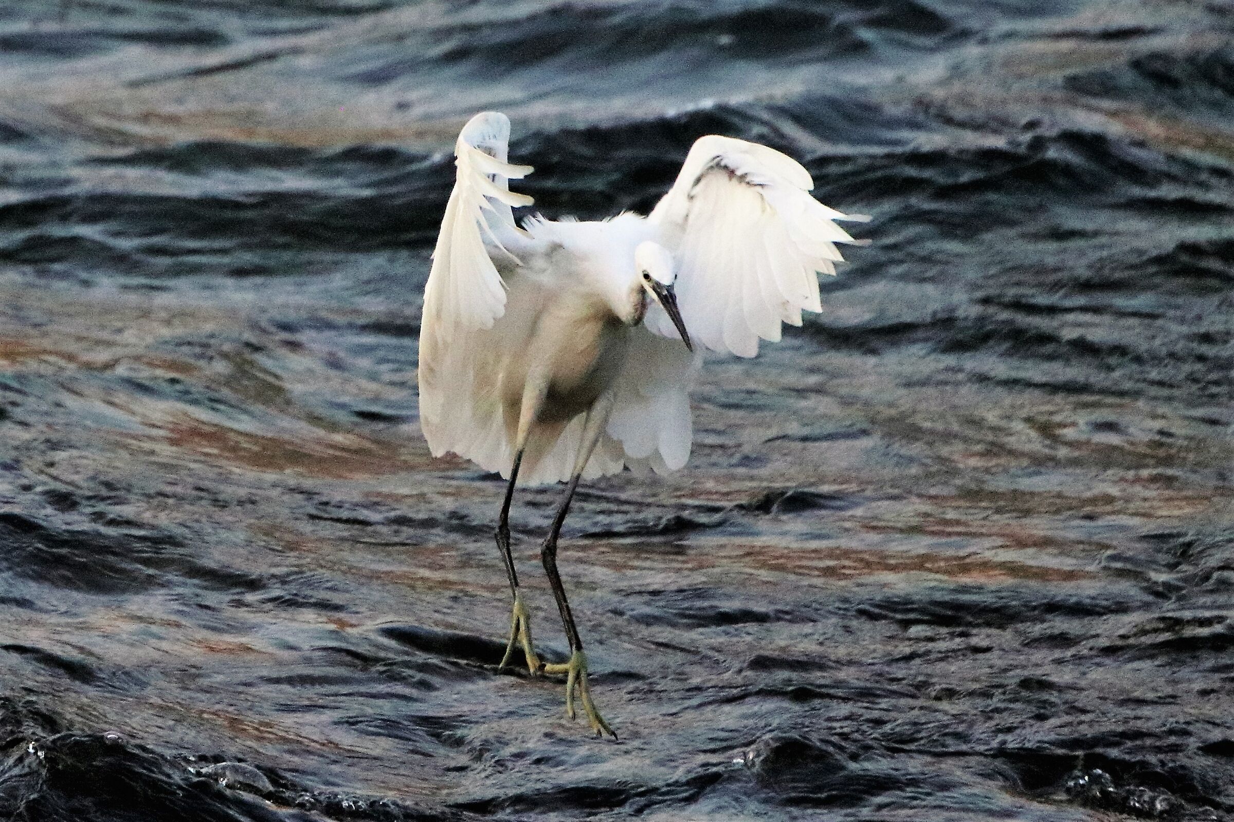 egret