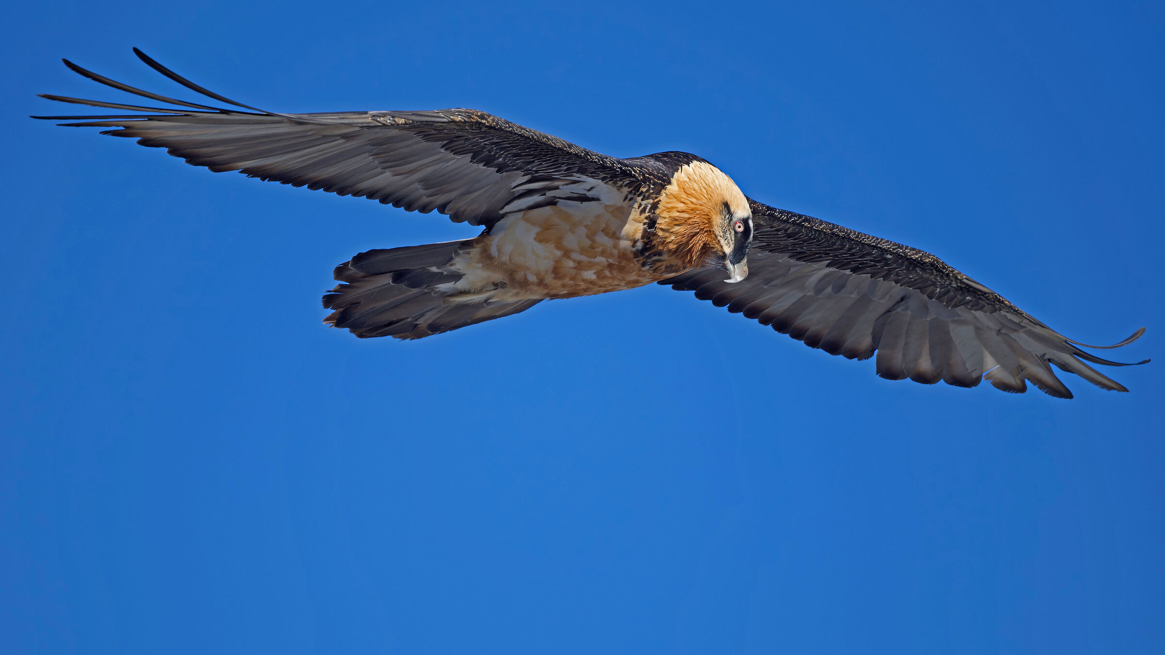 Gipeto Gypaetus barbatus