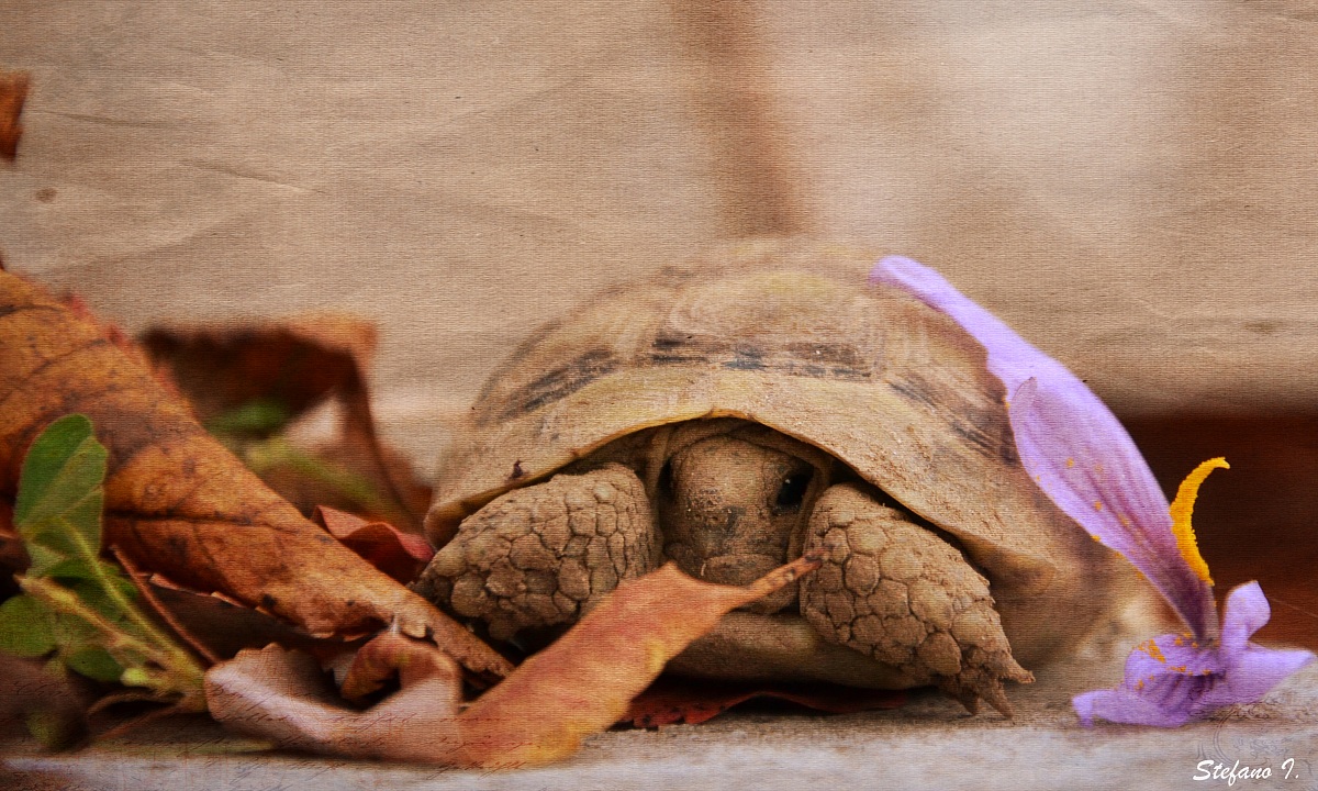 Tartarughina