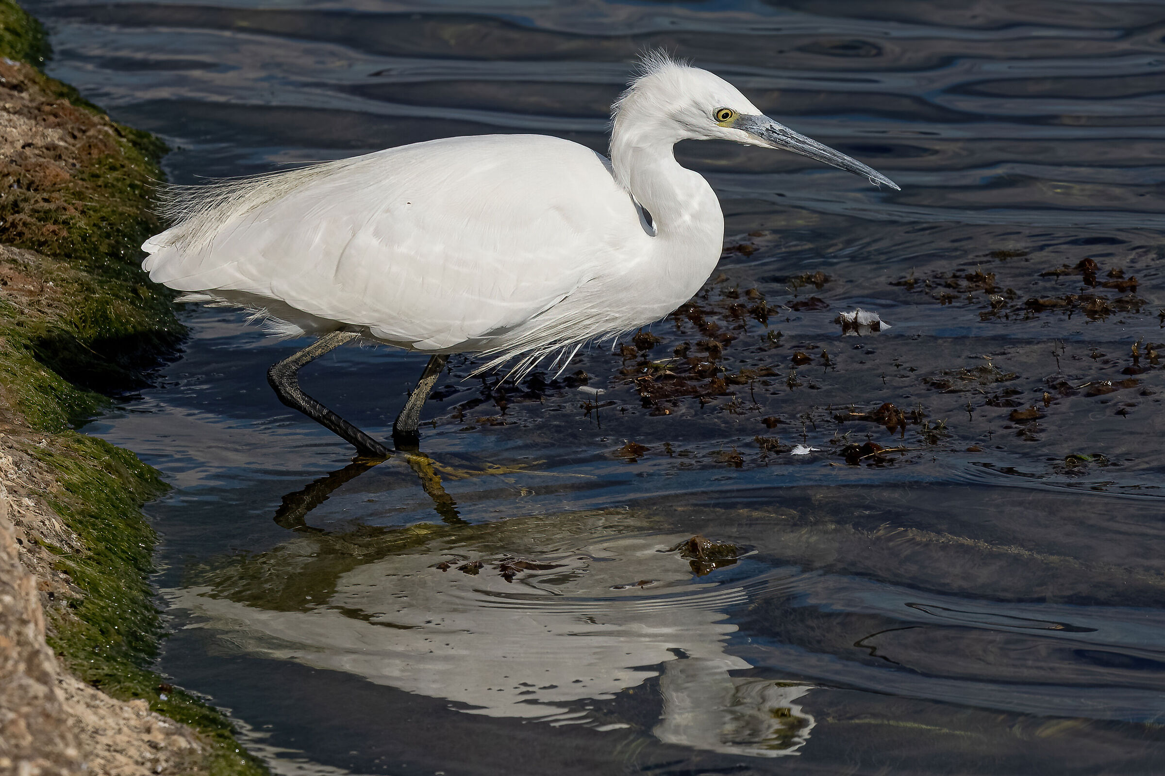 Egret
