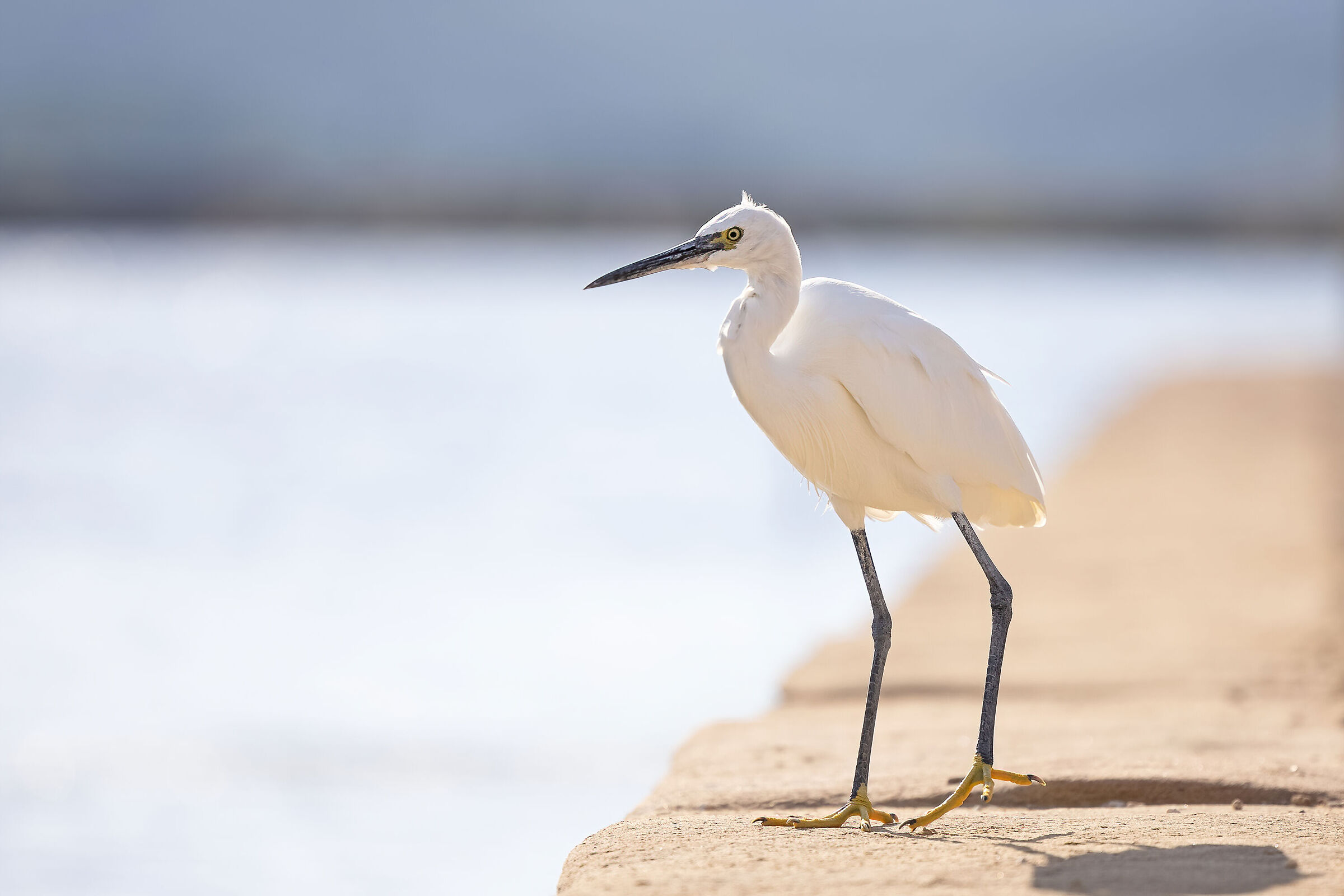 Egret