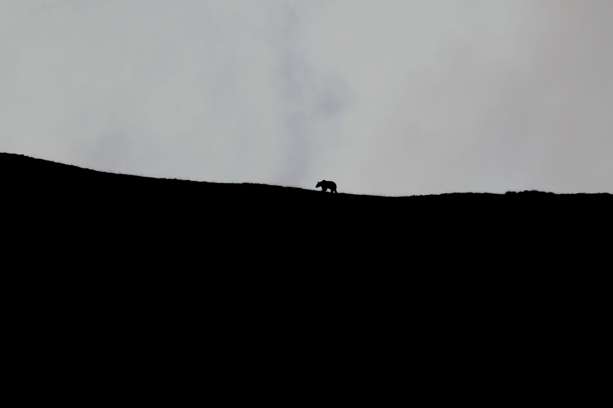 Marsican brown bear(Ursus arctos marsicanus)