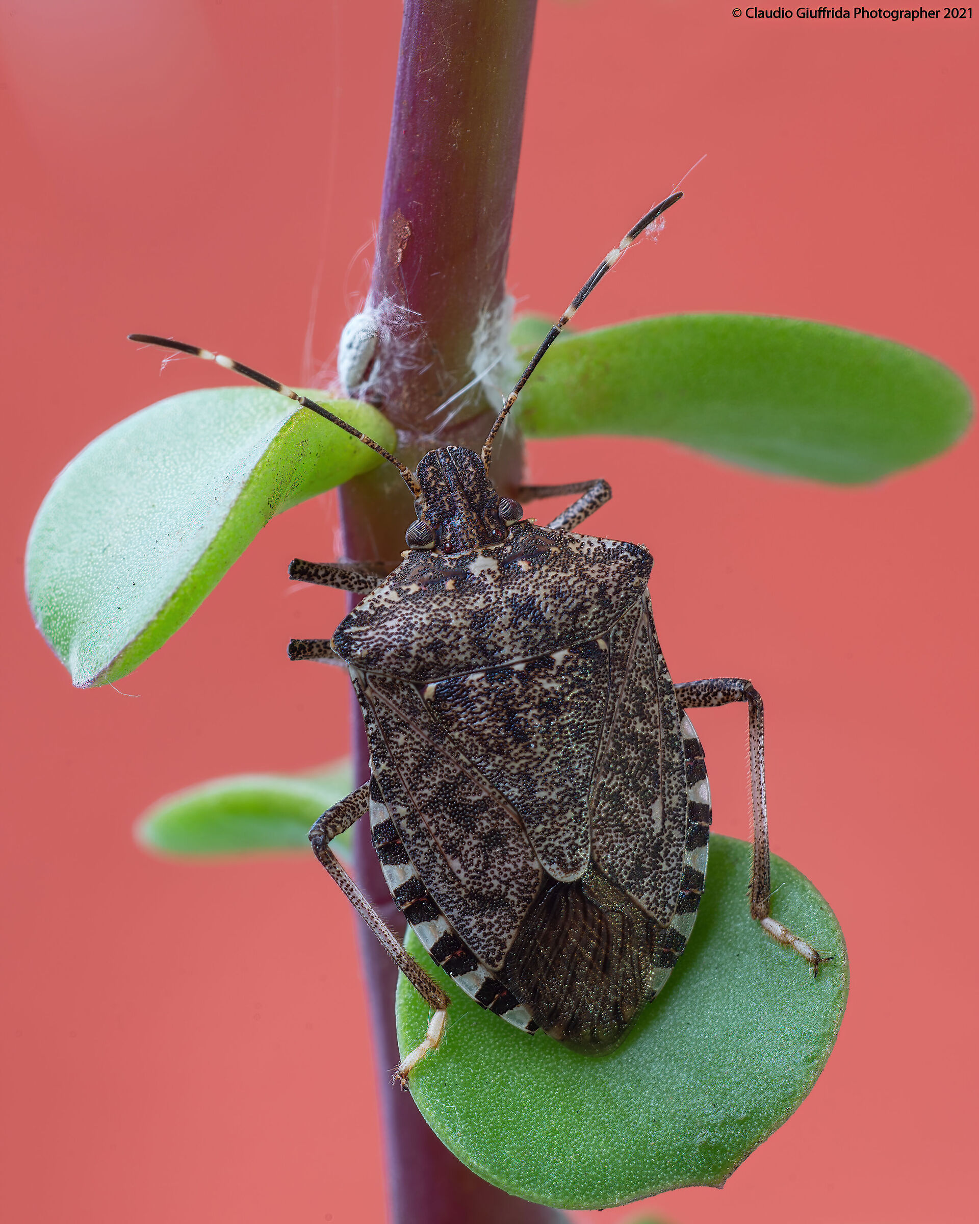Halyomorpha halys