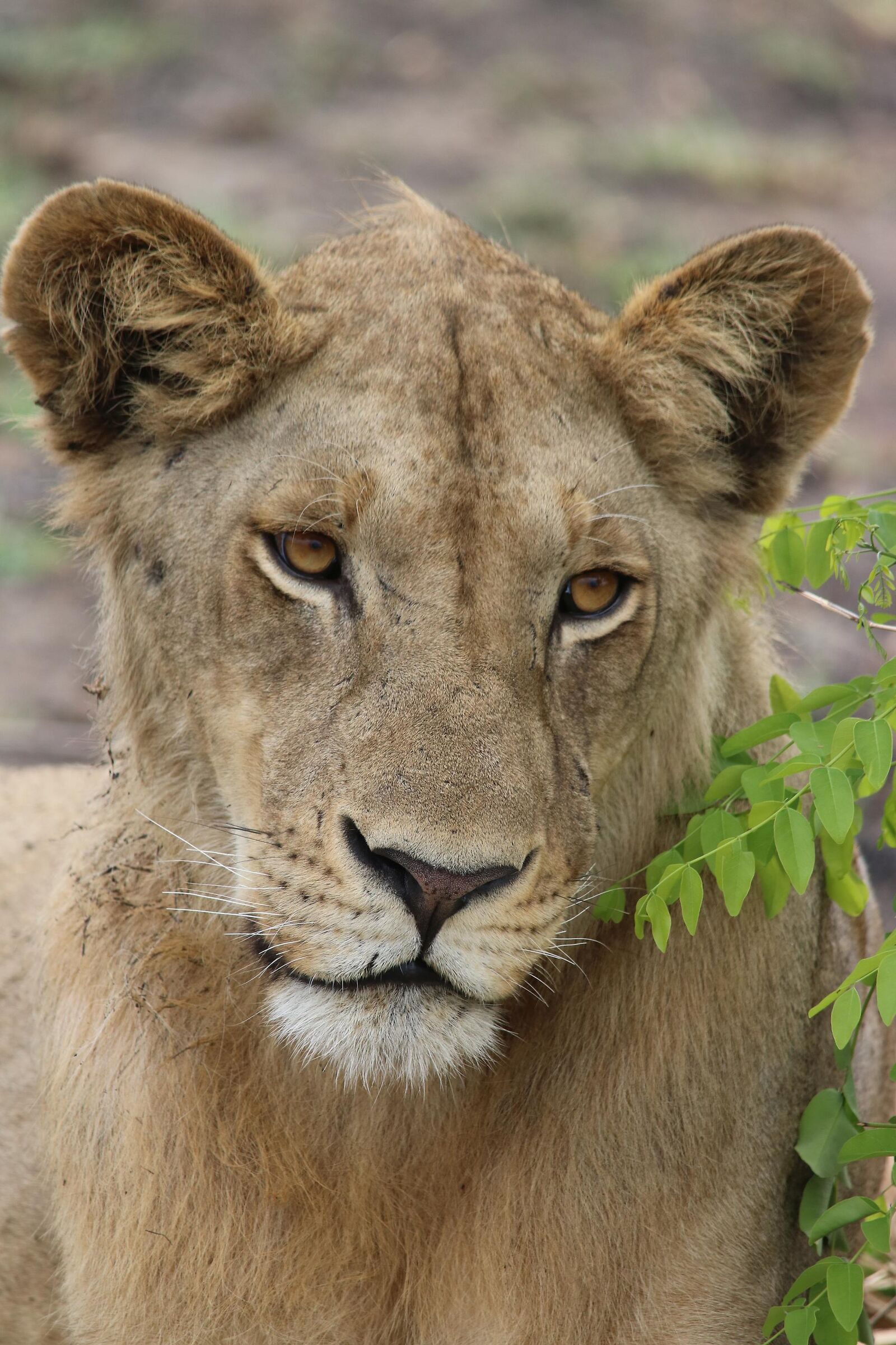 Young lion waiting ... of the mane