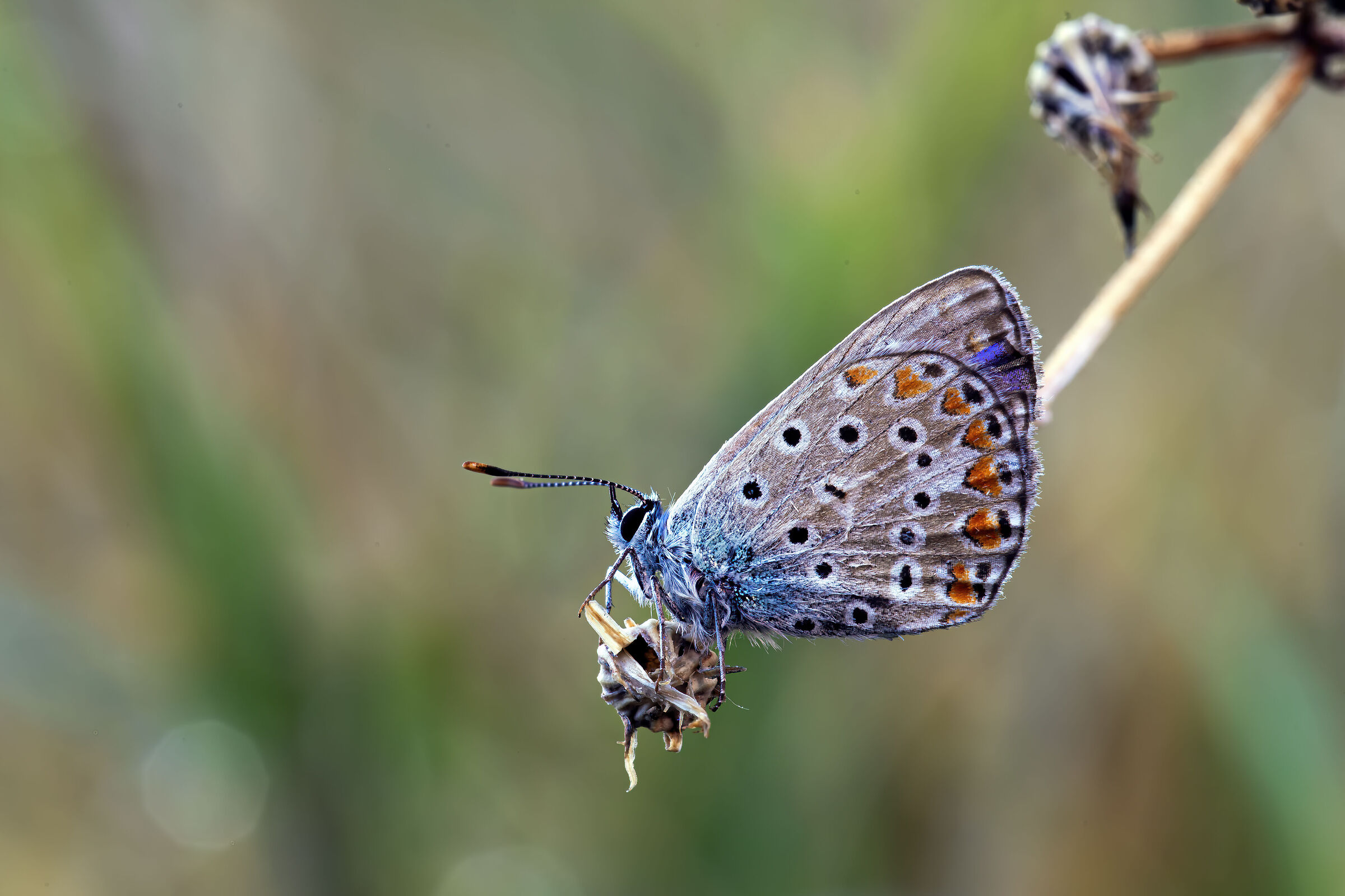 Polyommatus icarus