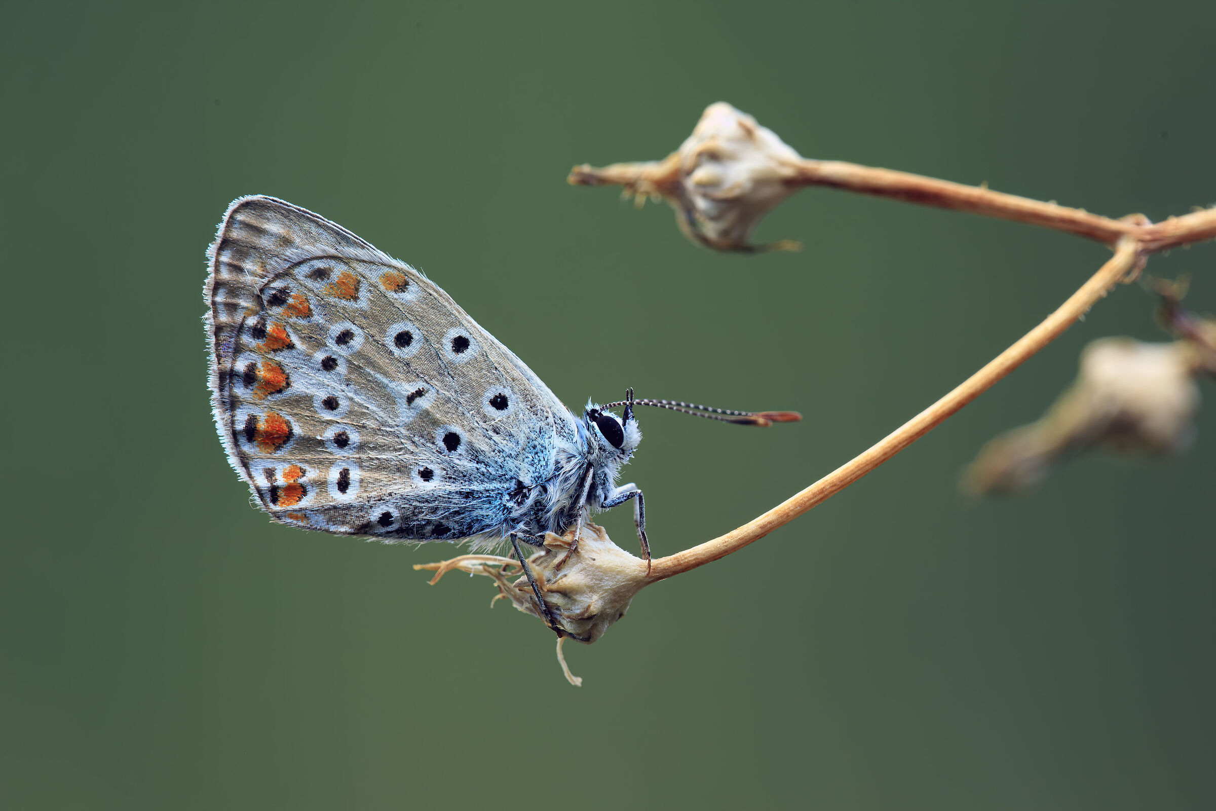 Polyommatus icarus