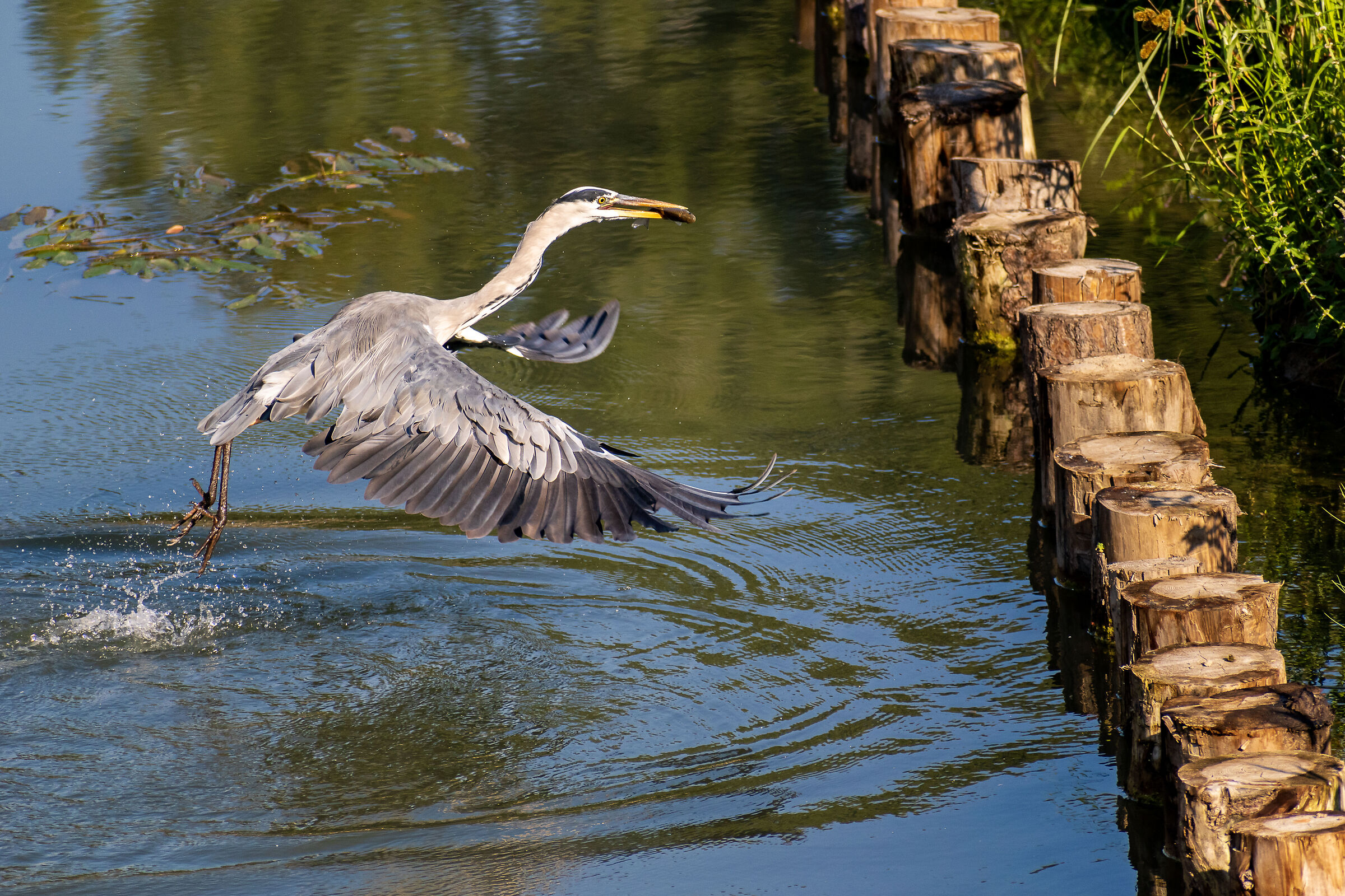 Heron fishing