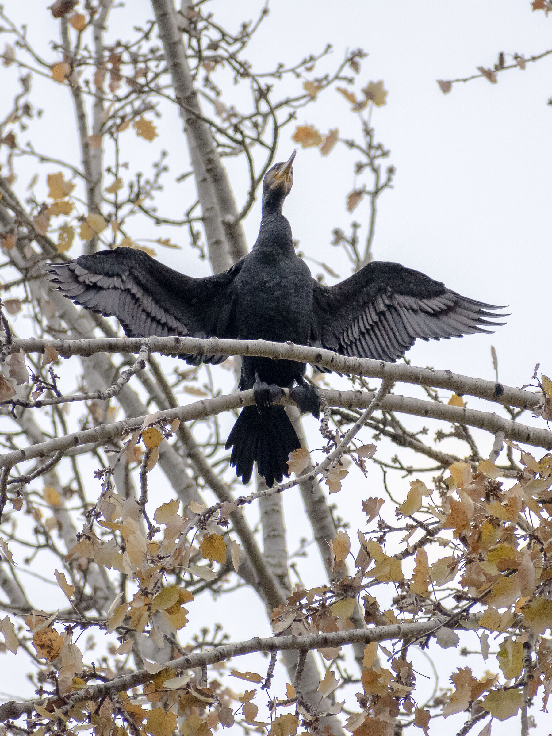 cormorant