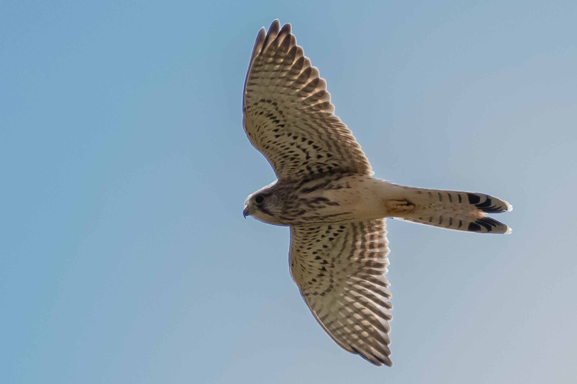 kestrel