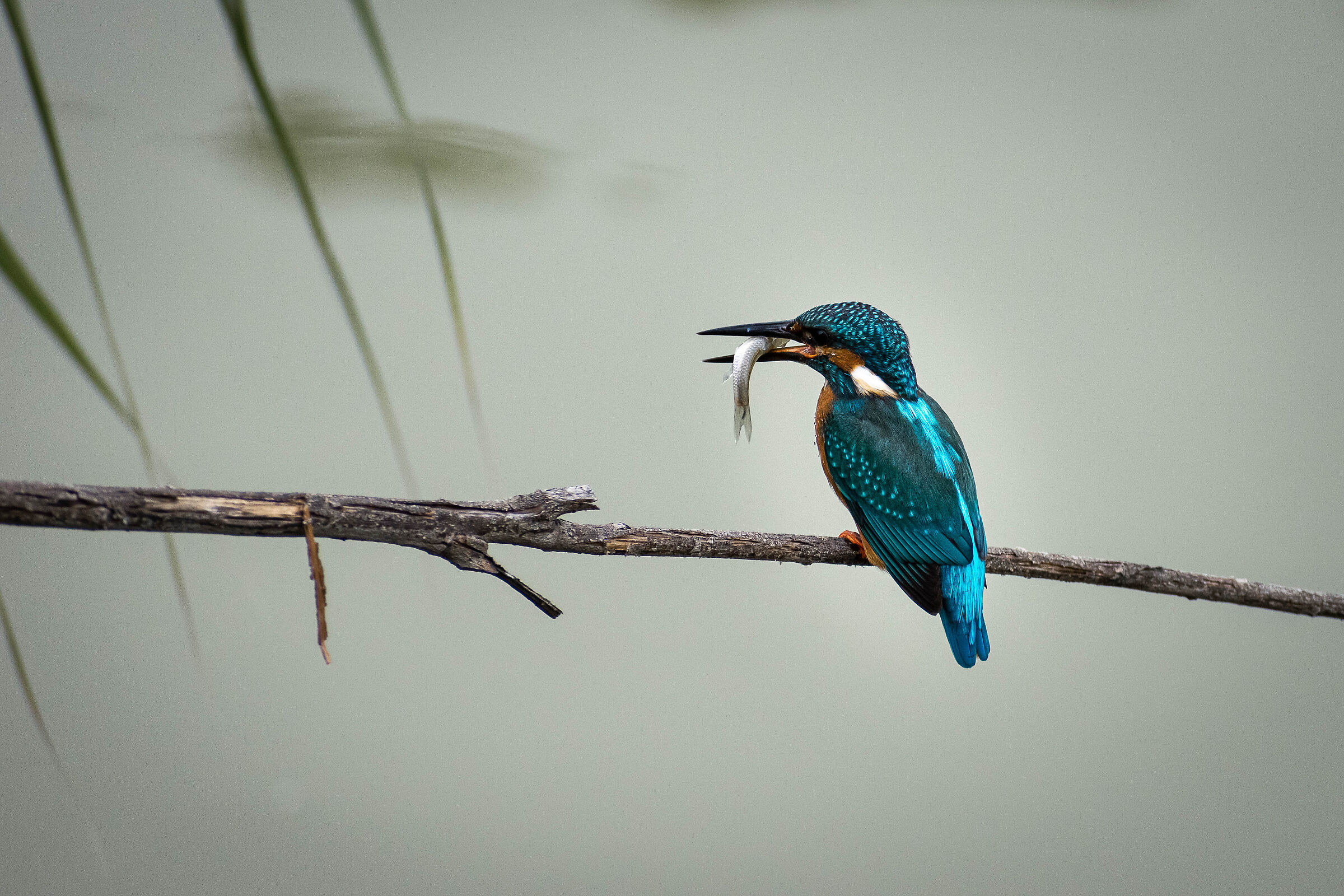 kingfisher.... what a catch!