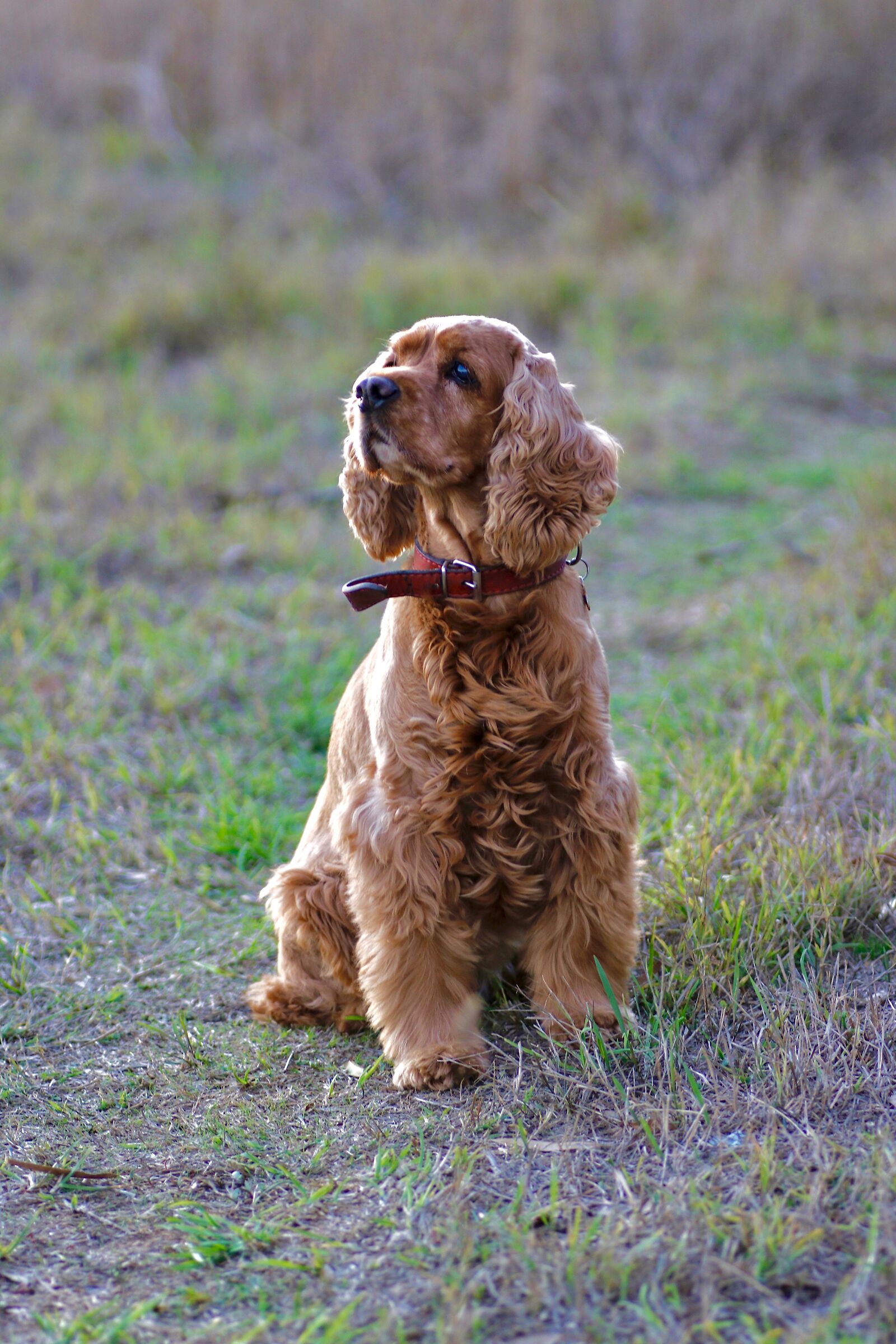 lilly cockerina di 11 anni di età