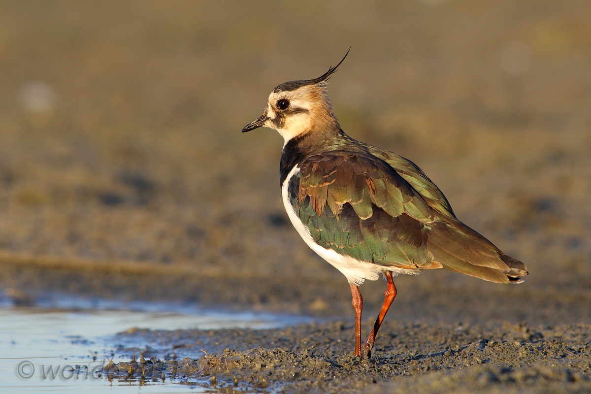 Vanellus Vanellus (Lapwing)