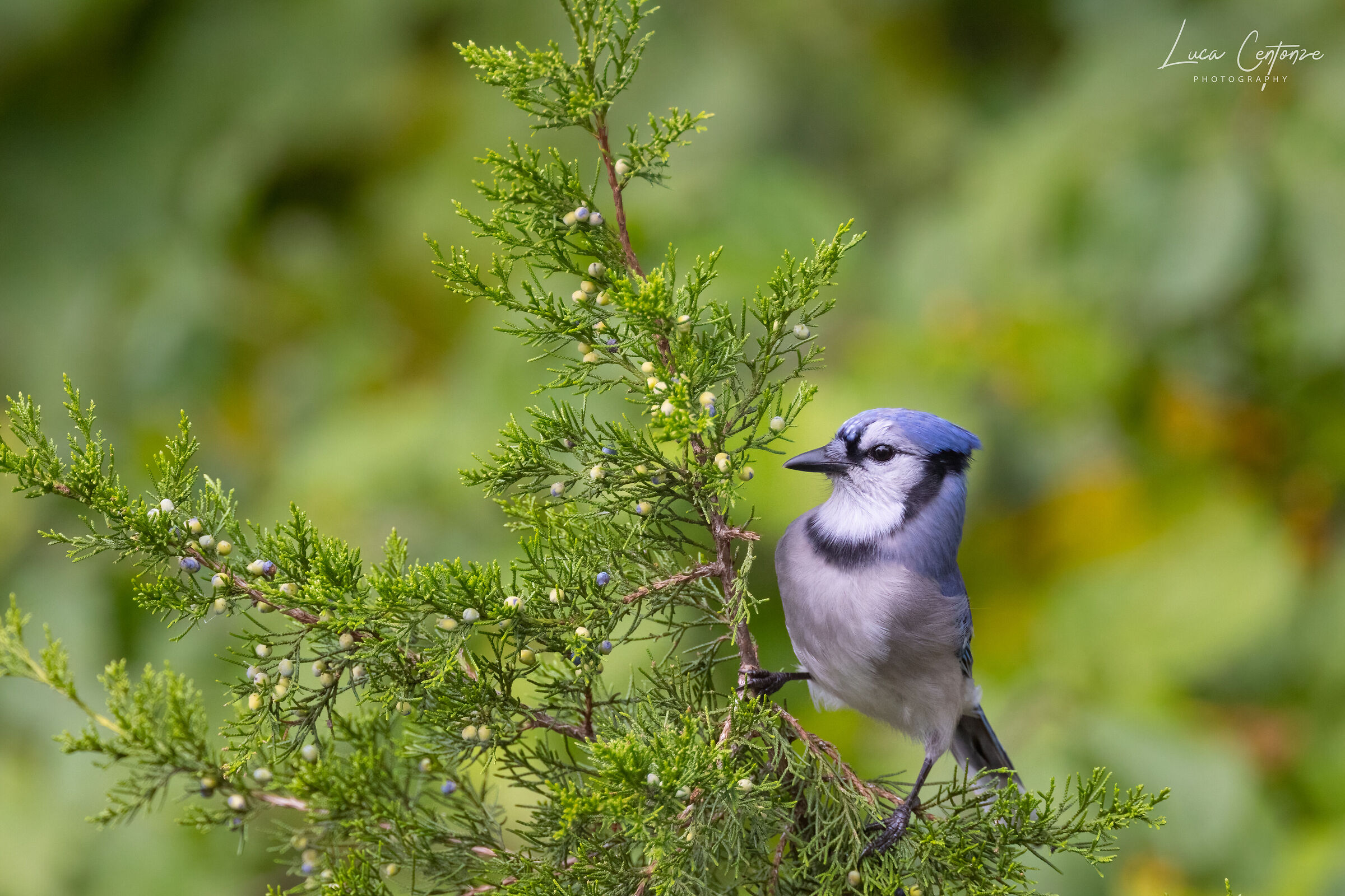 Blue Jay